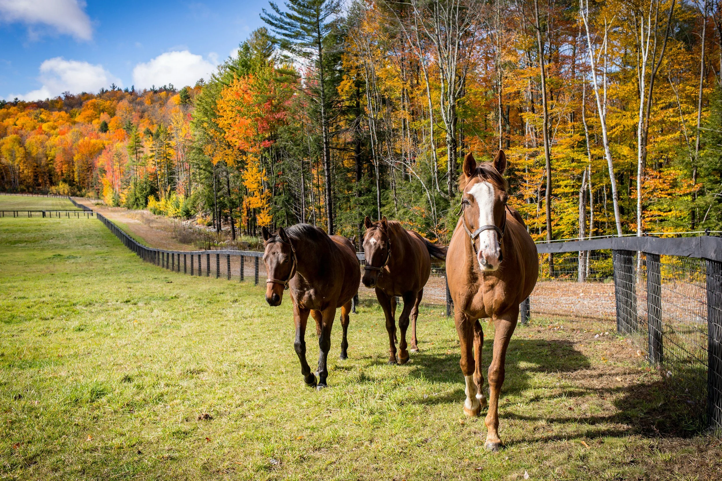 Four horses walking on a grassy field with a wooden fence, colorful trees with autumn leaves, and a partly cloudy sky in the background.