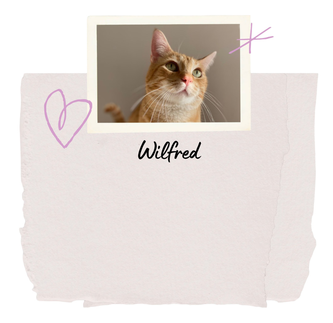 Wilfred, chat partenaire d’intervention en zoothérapie
