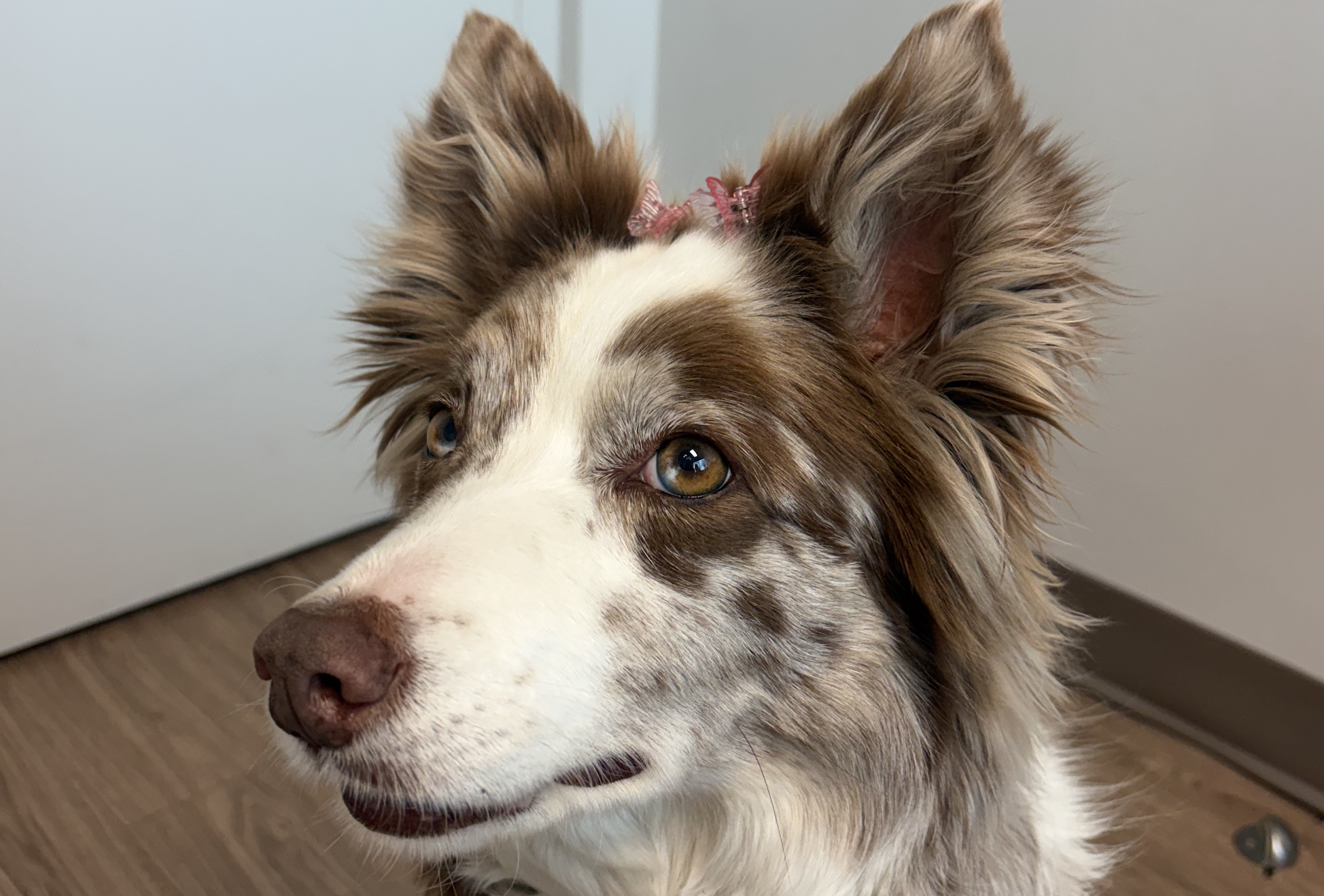 Boo en zoothérapie avec des barrettes