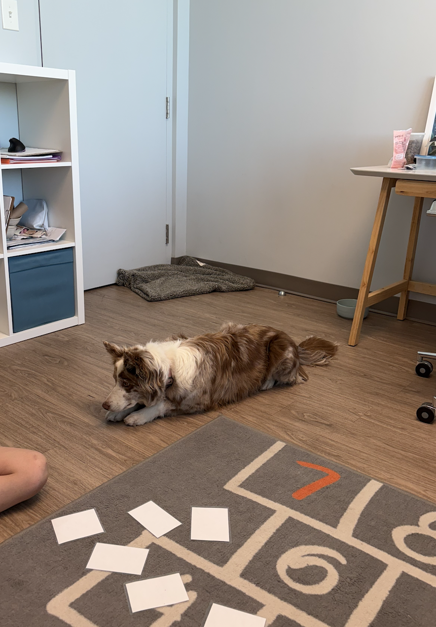 Boo, une border collie, chienne de zoothérapie à Montréal.