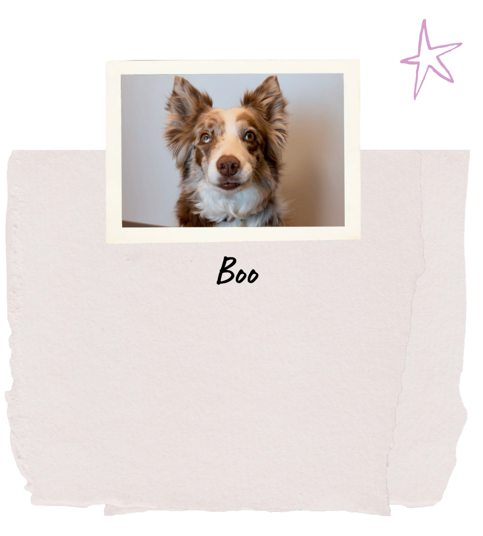 Boo, chien partenaire d’intervention en zoothérapie