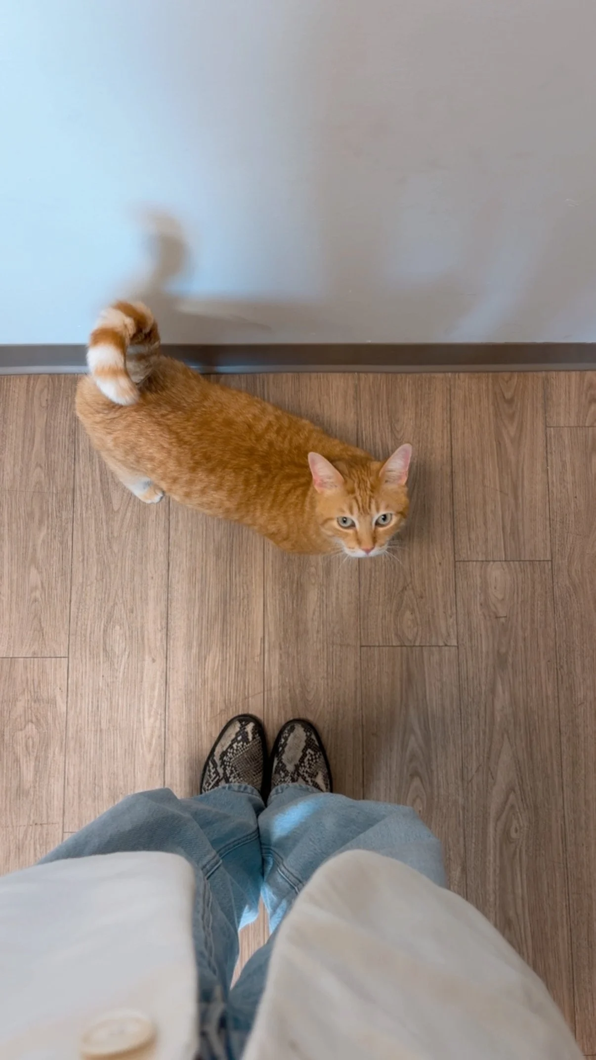 Catherine avec Wilfred, son chat partenaire de zoothérapie