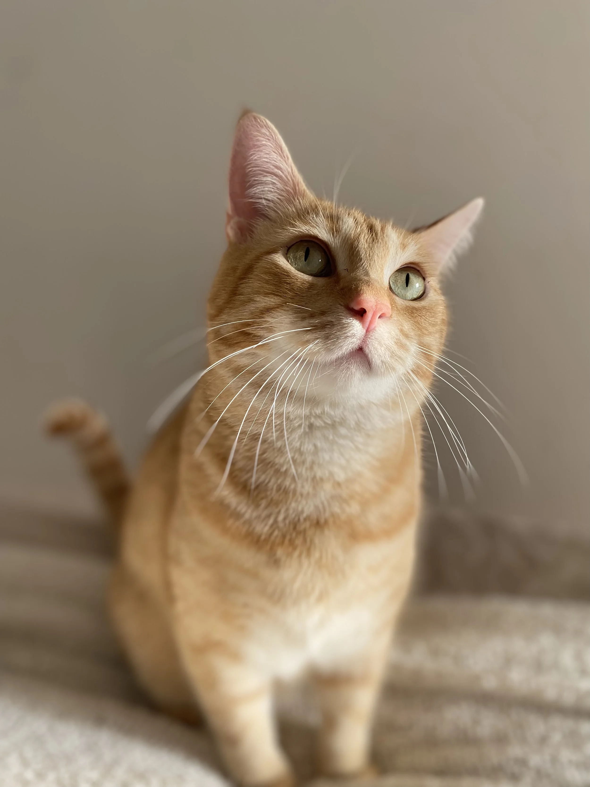 Wilfred, chat partenaire de zoothérapie
