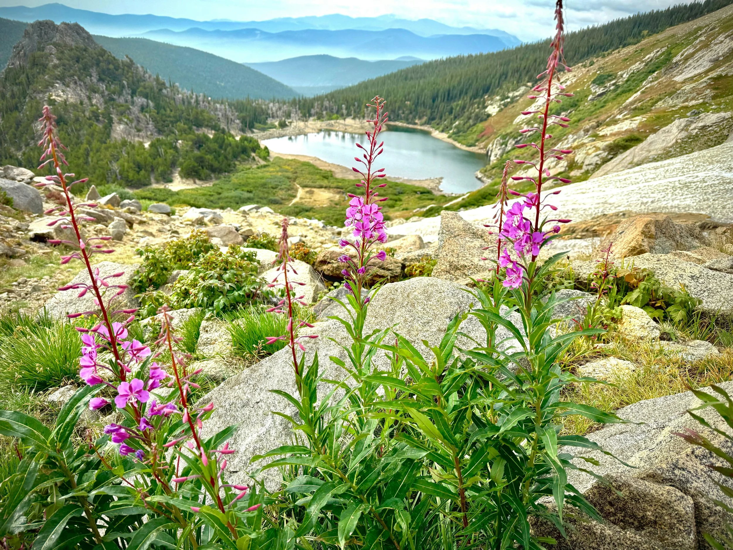 Wildflowers growing among rocks on a mountain trail overlooking a lake surrounded by forest and distant mountains.