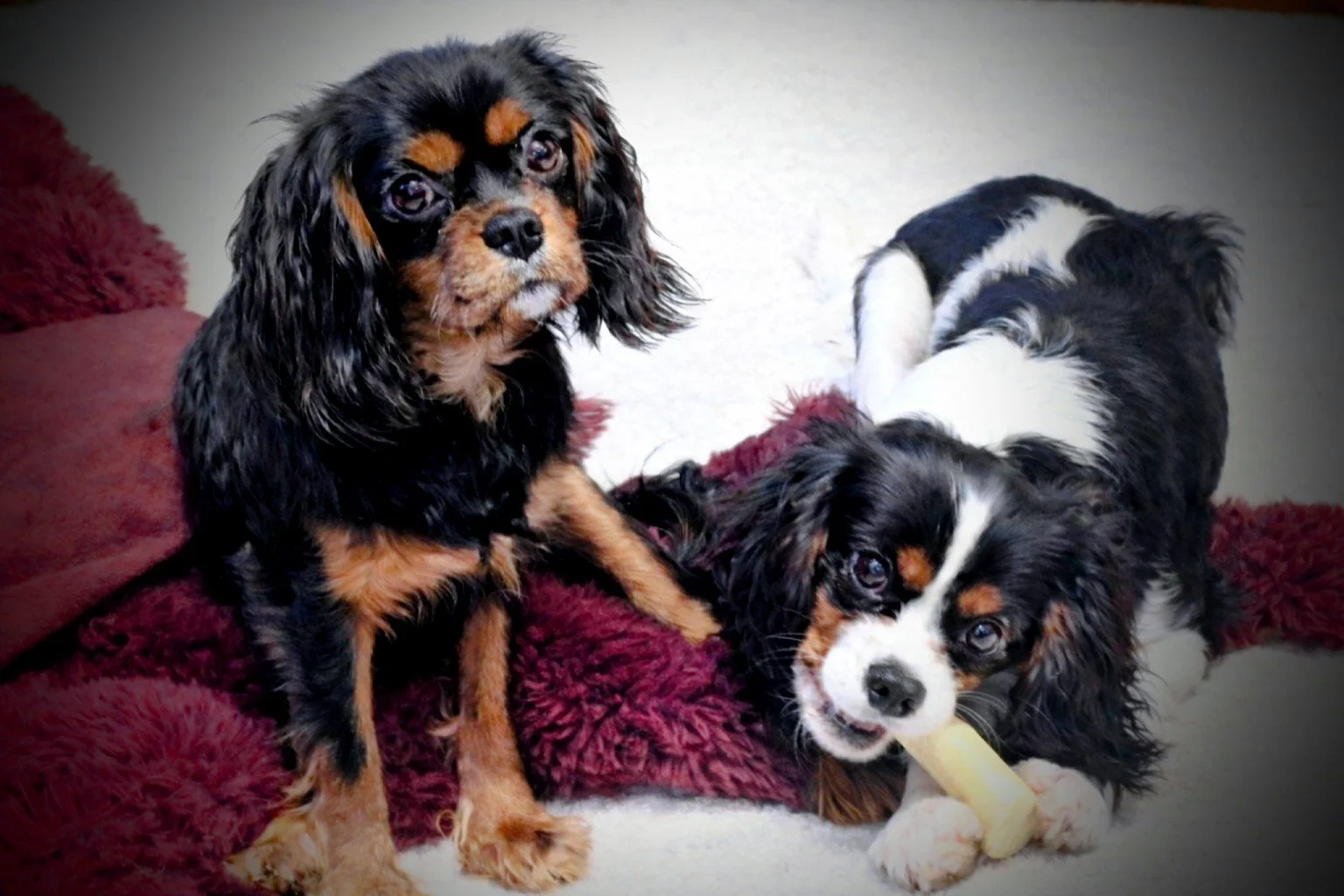 Two black, white, and tan Cavalier King Charles Spaniel puppies on a plush maroon and cream blanket, one puppy sitting and the other lying down with a chew bone.