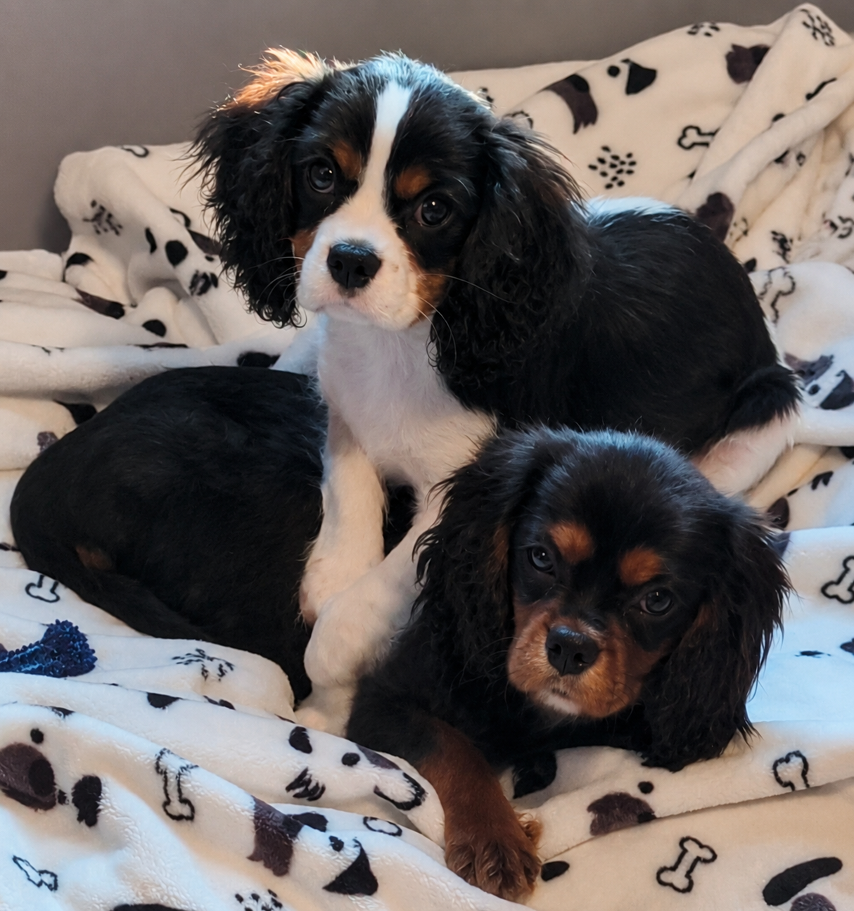 Two adorable Cavalier King Charles Spaniel puppies resting on a black and white dog-themed blanket. One puppy is black and white with brown markings, and the other is black with brown and tan markings.