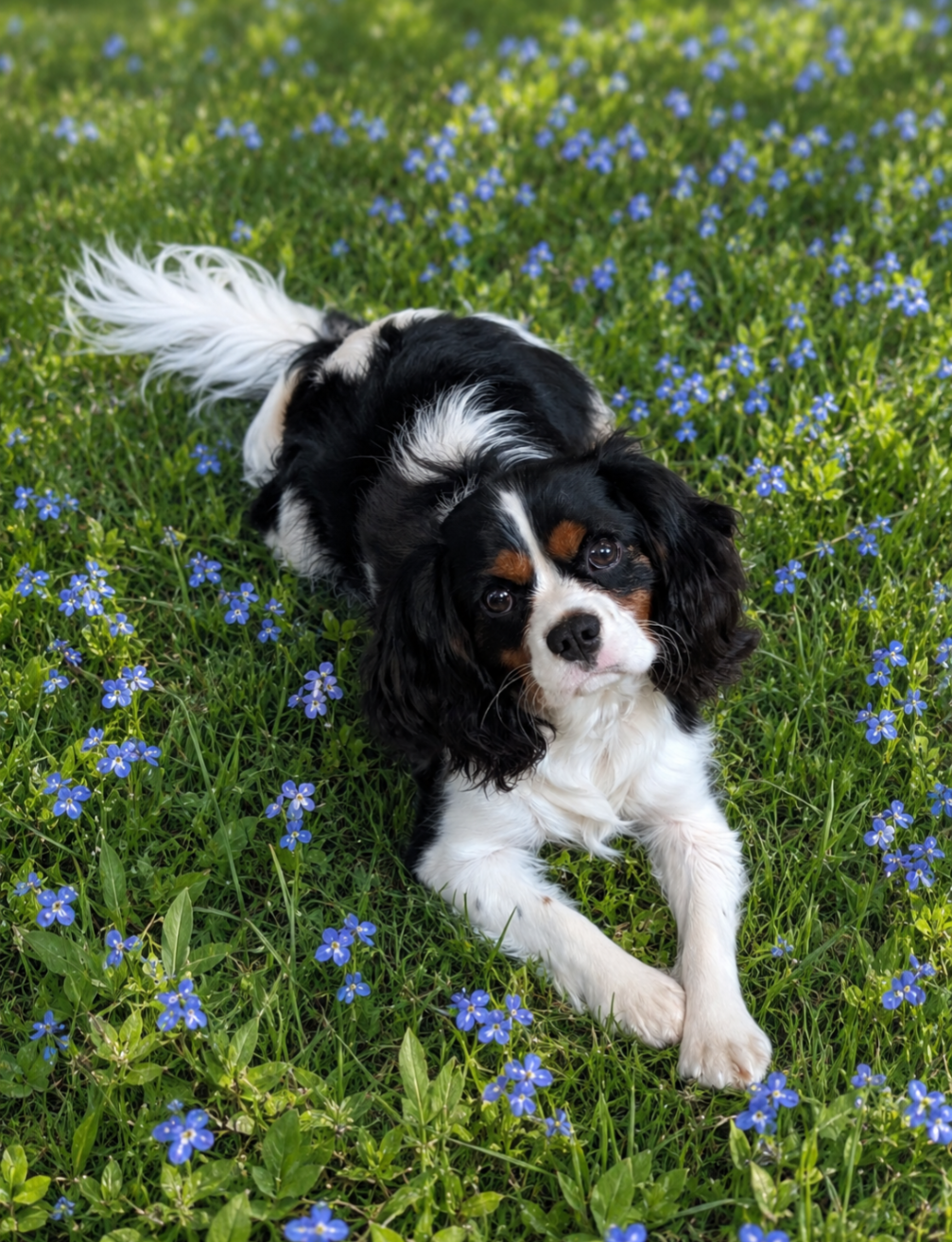 A cute Cavalier King Charles Spaniel dog lying on a green grassy field dotted with small blue flowers.
