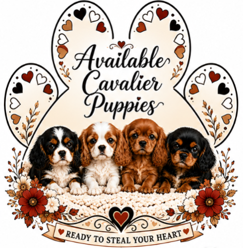 Four Cavalier puppies sitting on a blanket surrounded by floral and heart decorations with the text 'Available Cavalier Puppies' and a banner saying 'Ready to steal your heart'.