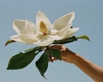 Magnolia flower essence therapy ~ This ancient flower is now available to honor within your daily life. Message me for details. 🪽✨

Lately I&rsquo;ve been spending quiet time with magnolia&hellip; and it&rsquo;s been meeting me in such a deep, groun