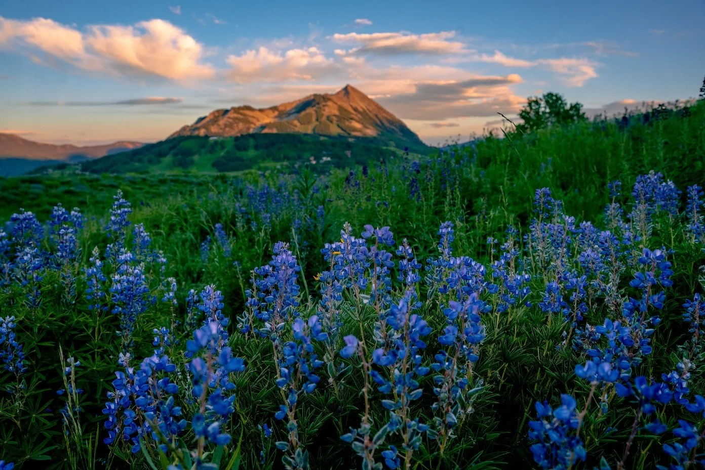 A field of purple lupine flowers with a mountain in the background during sunset or sunrise.
