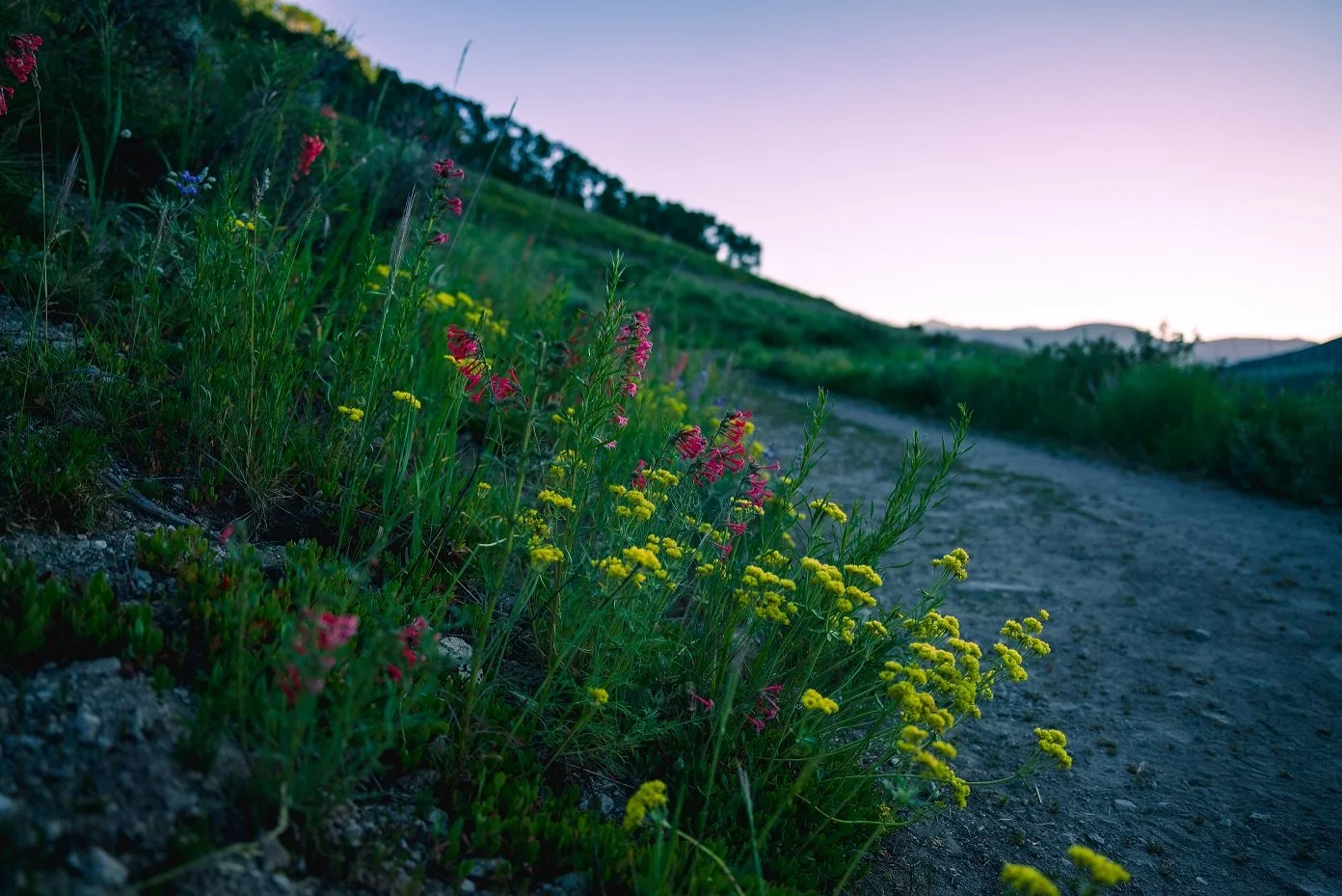 Wildflowers growing alongside a dirt trail on a hillside with distant mountains and a sunset sky.