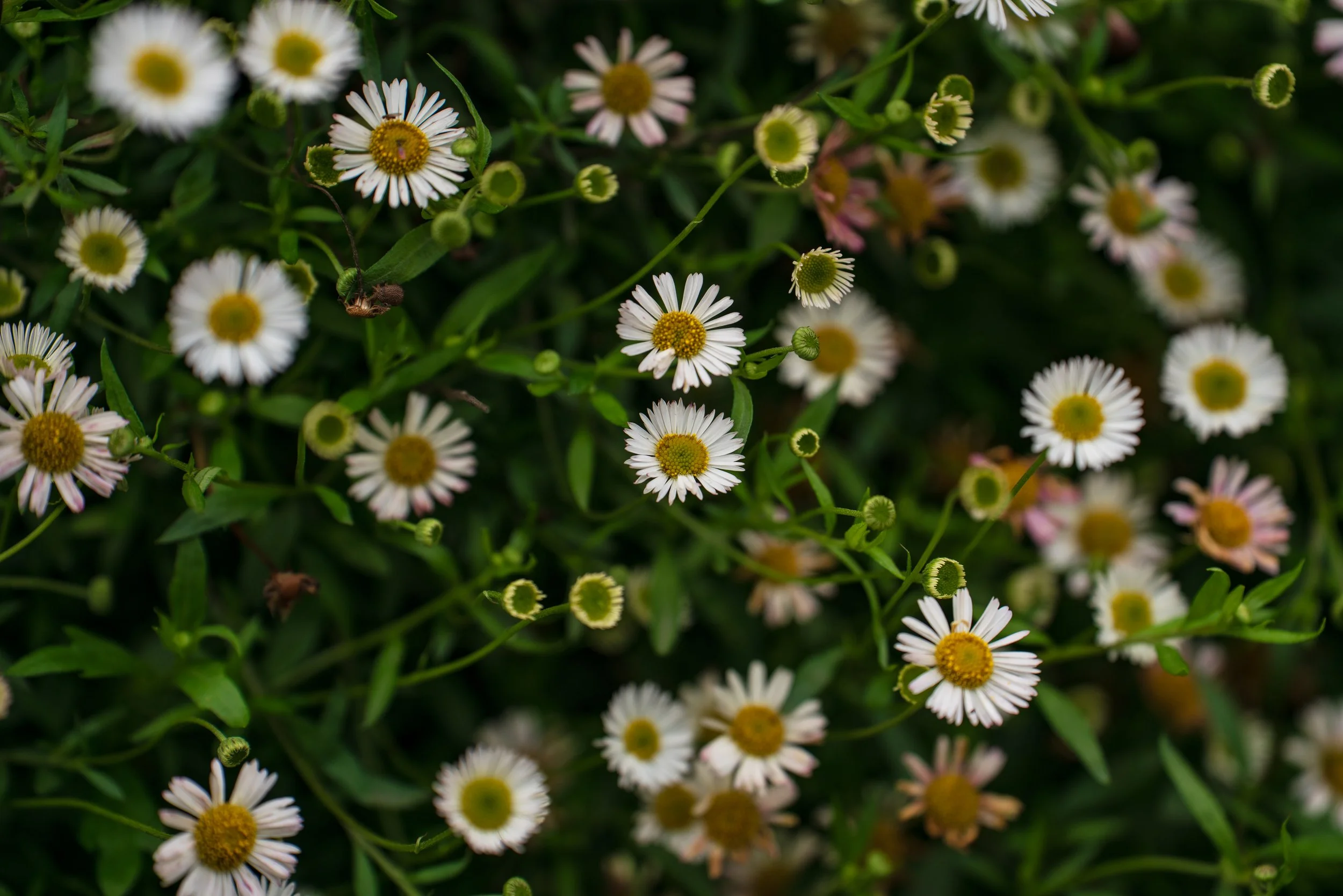 wildflowers