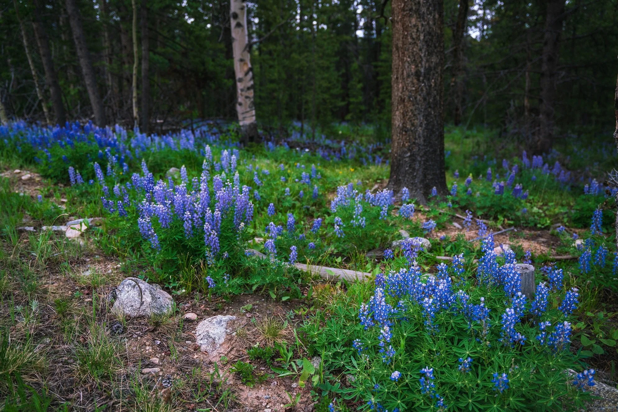 wildflowers on a path