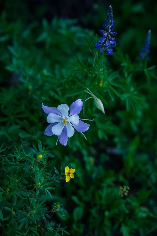 wildflower