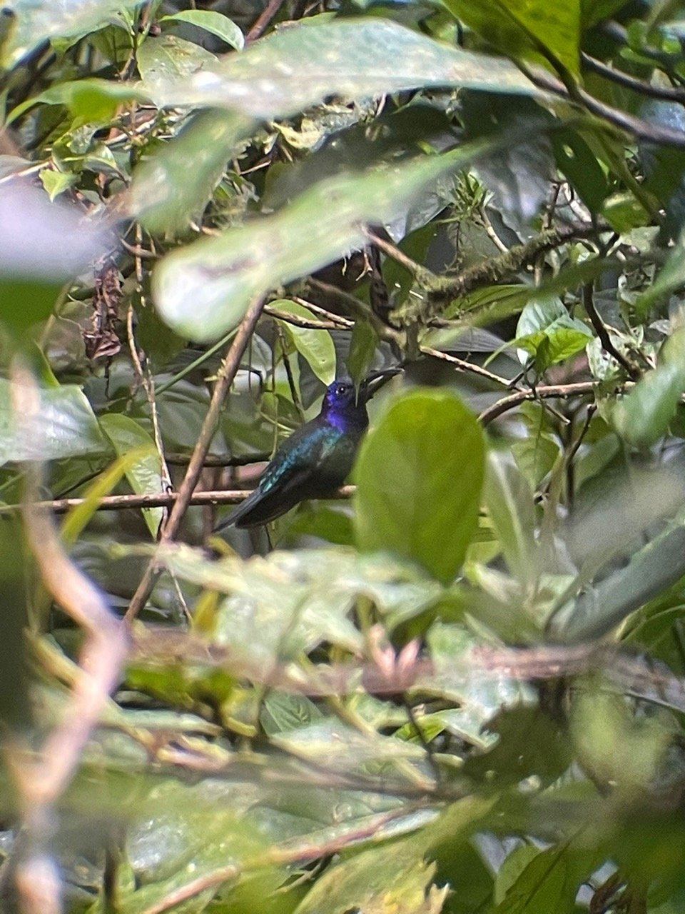A bird with iridescent blue and green feathers perched among dense green foliage.