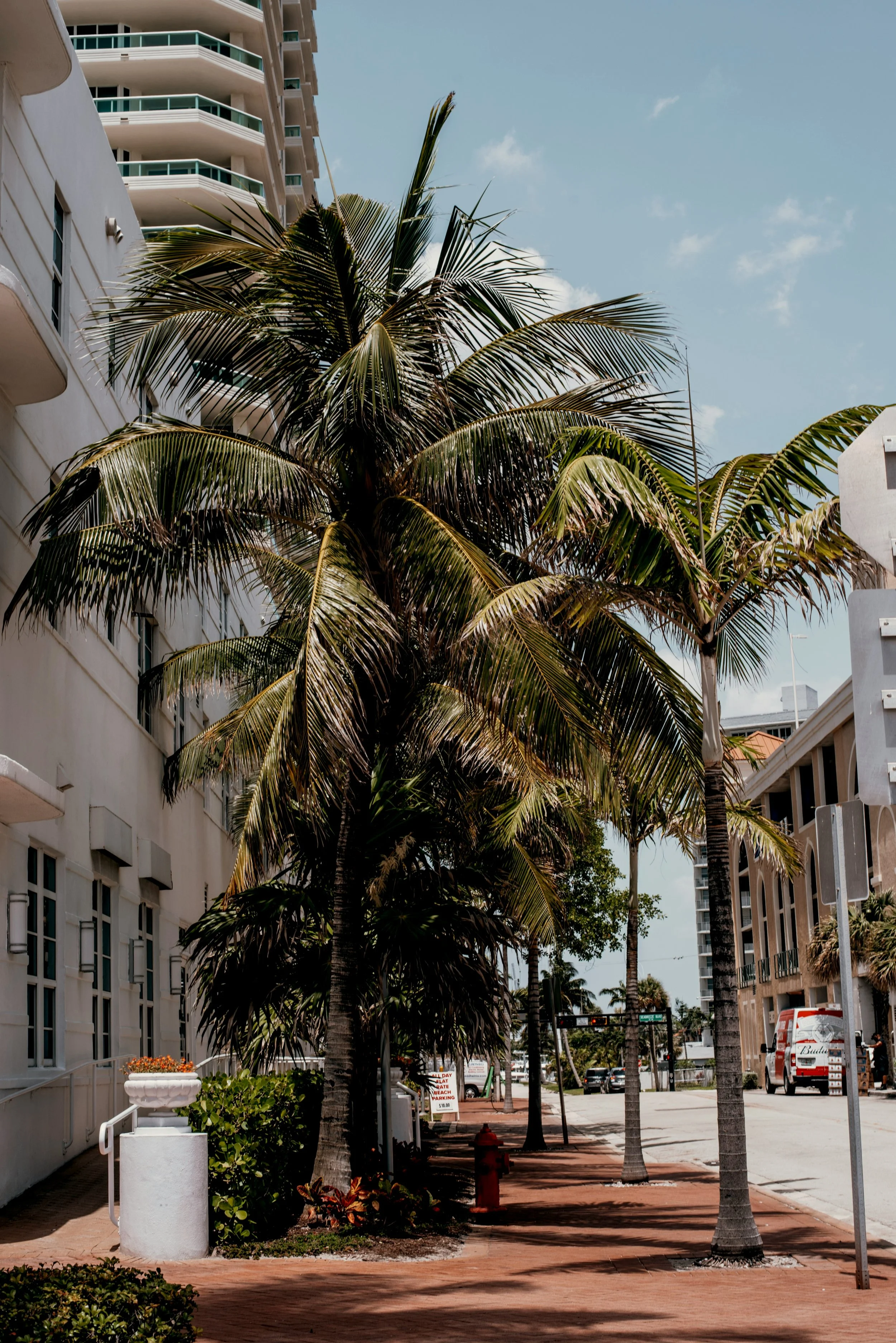 Tall palm trees lining a city sidewalk with modern white buildings, cars parked on the street, and a clear blue sky.