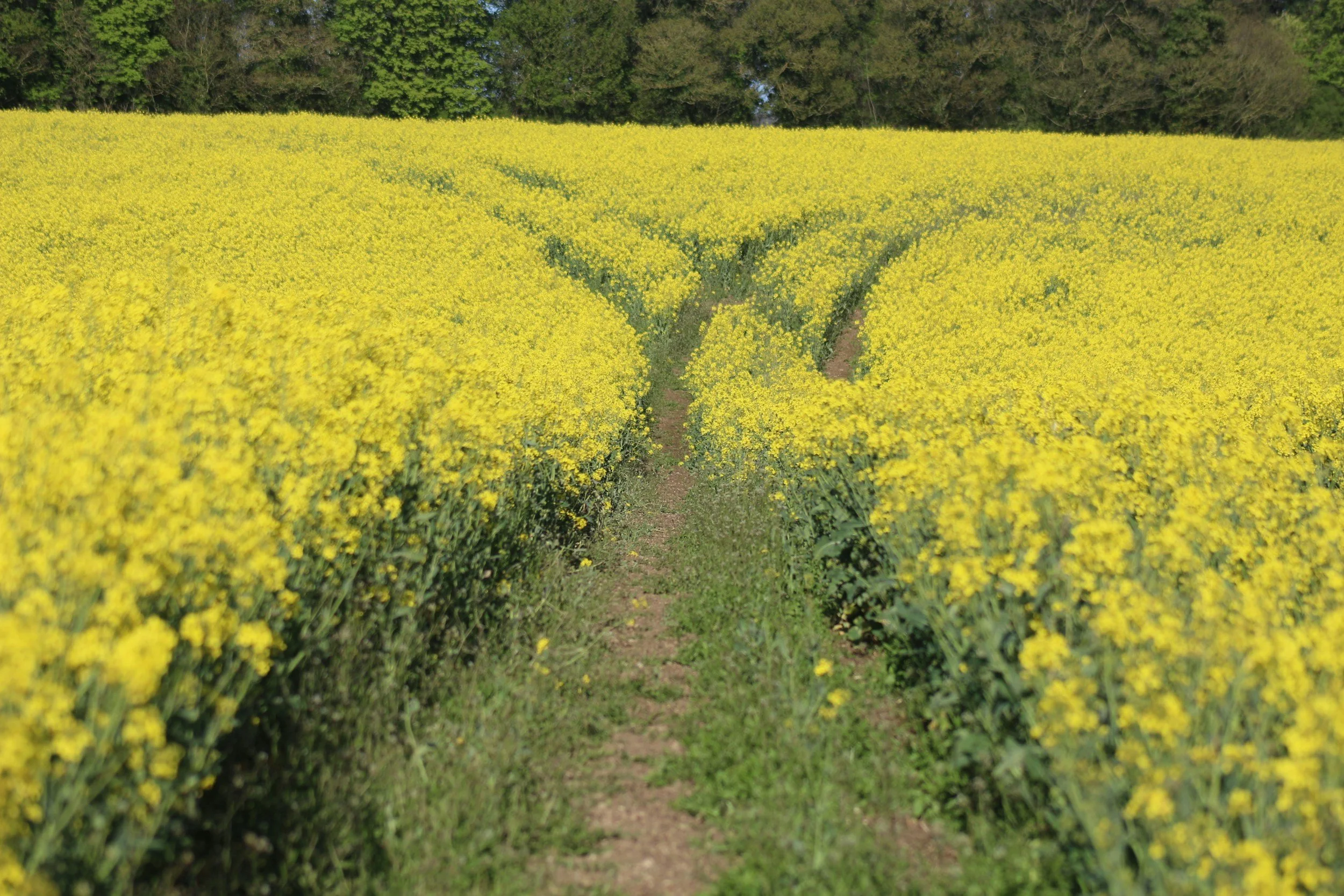 A field of yellow flowering plants with a narrow dirt path running through the middle, bordered by green grass, and trees in the background.