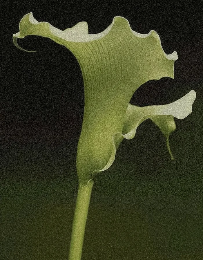 Close-up of a green calla lily flower with a black background.