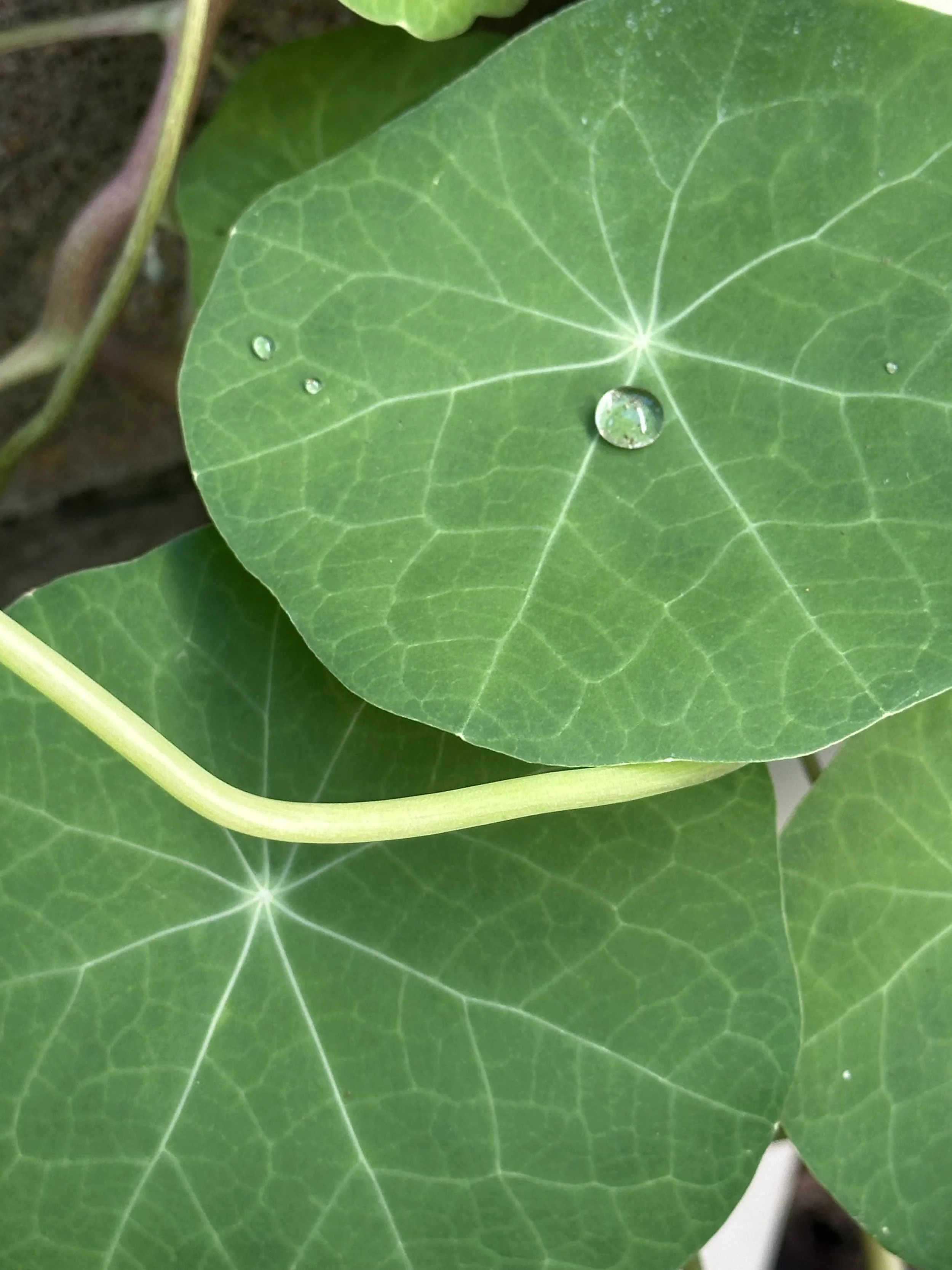 Close-up of green leaves with visible veins and water droplets on one leaf.