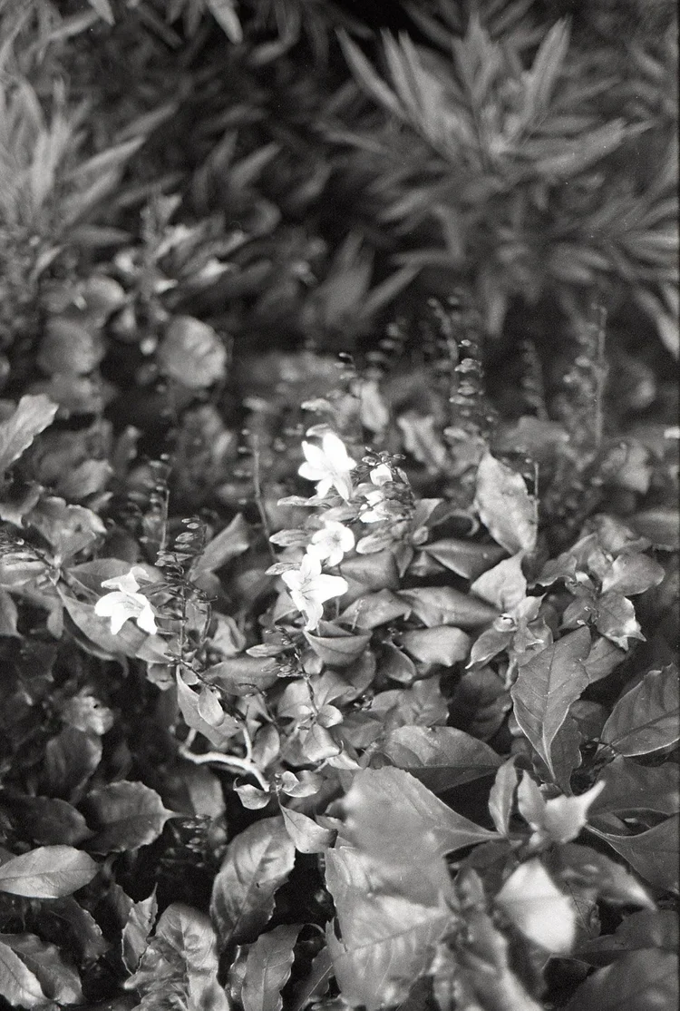 Scan7.webp