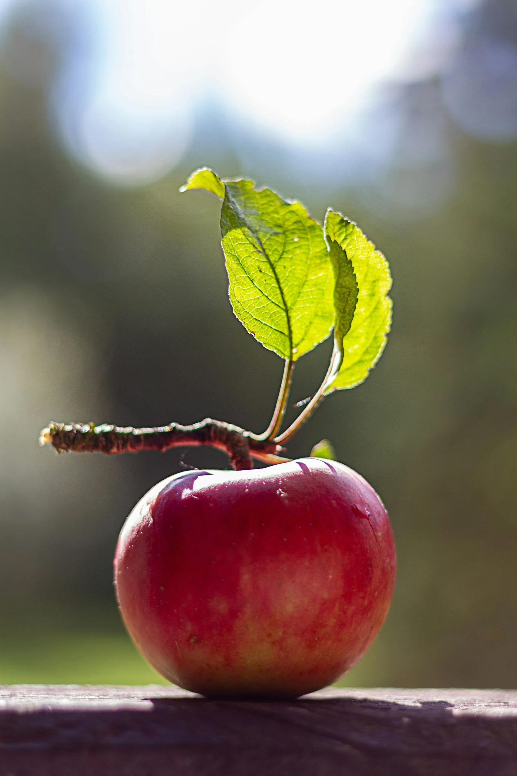 Close-up of a ripe red apple hanging from a branch with green leaves, set against a blurred background with sunlight.