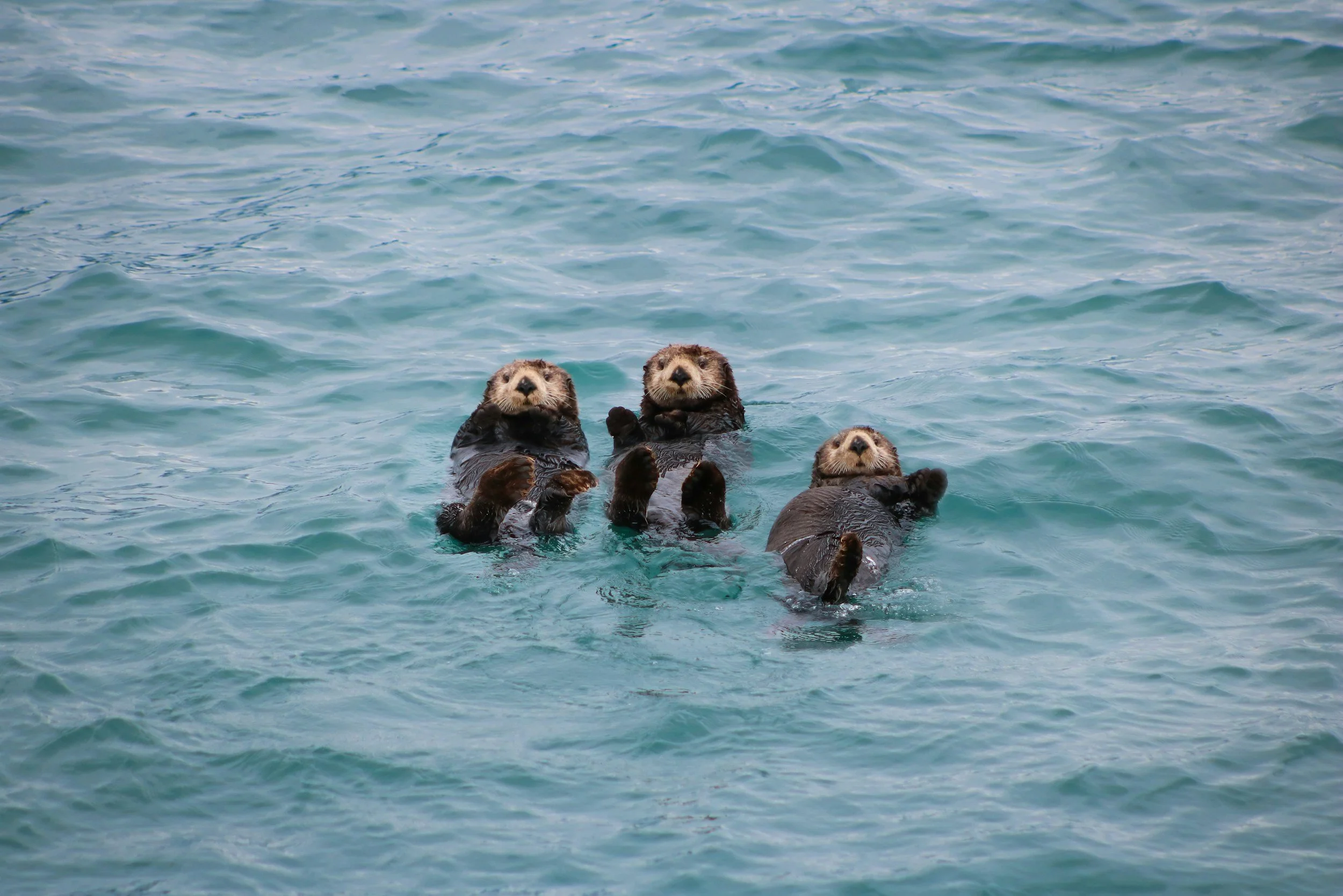 Three otters floating in the water, facing the camera with heads and paws visible.