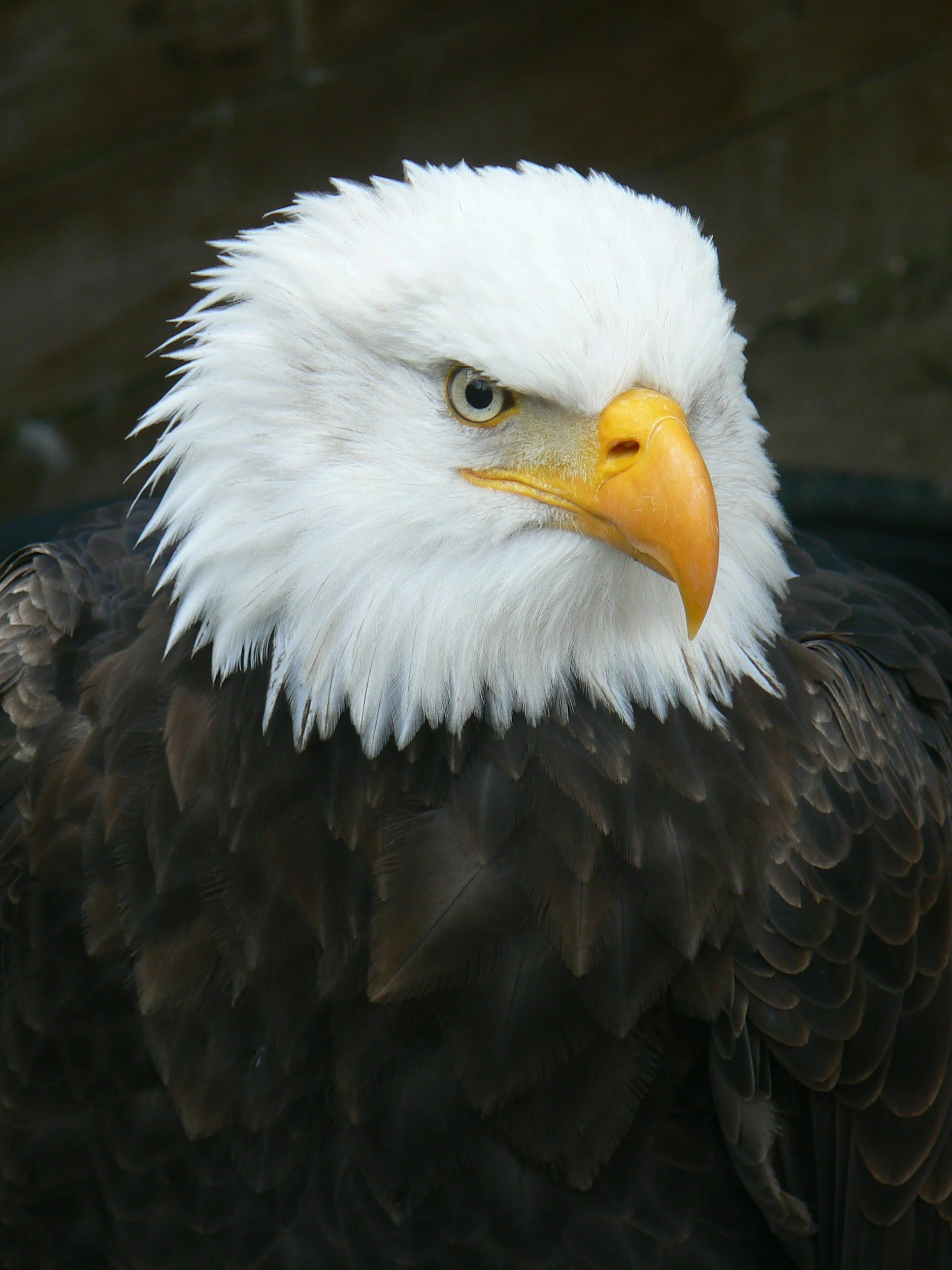 Close-up of a bald eagle with a white head, yellow beak, and piercing eyes, against a dark background.