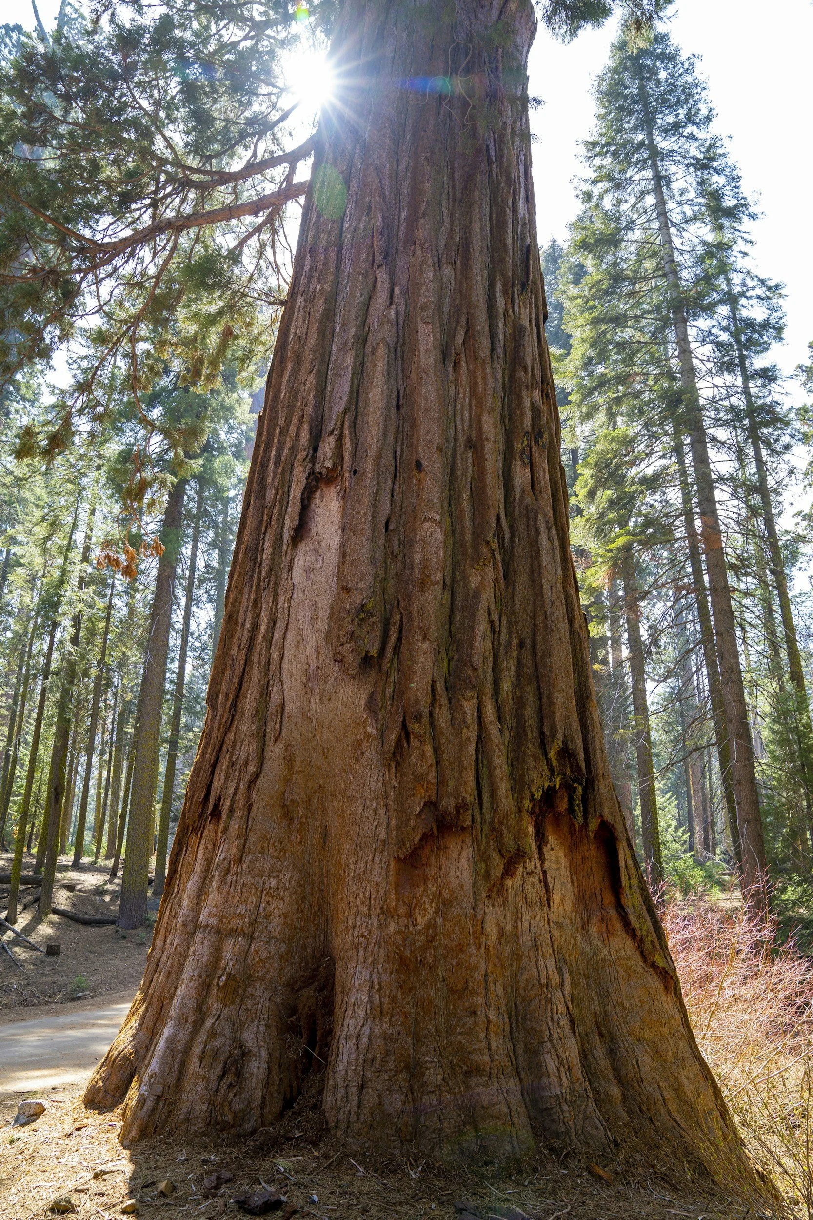 A close-up of a giant redwood tree trunk in a forest with sunlight streaming through the branches.