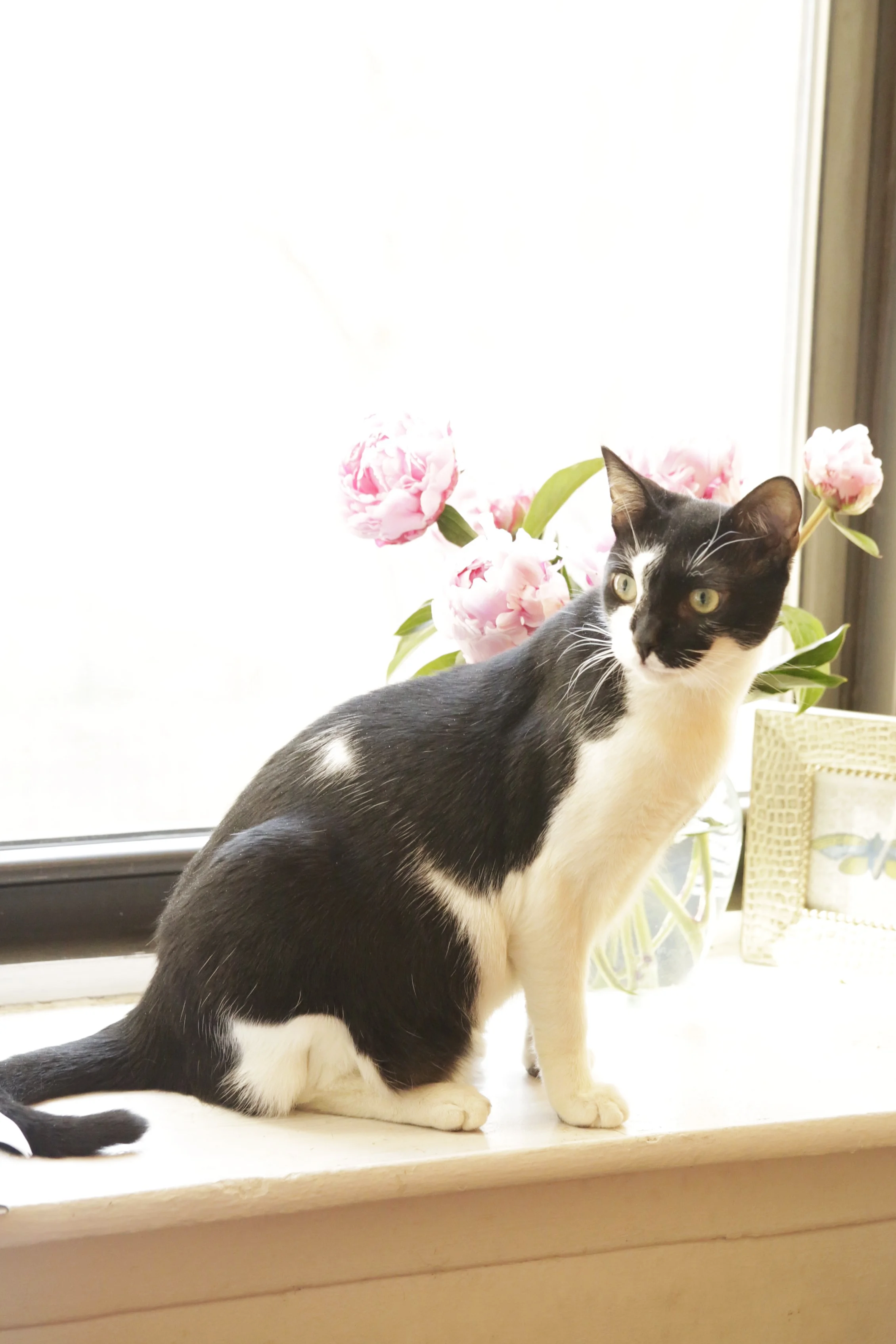 30 minute Animal Reiki remote session