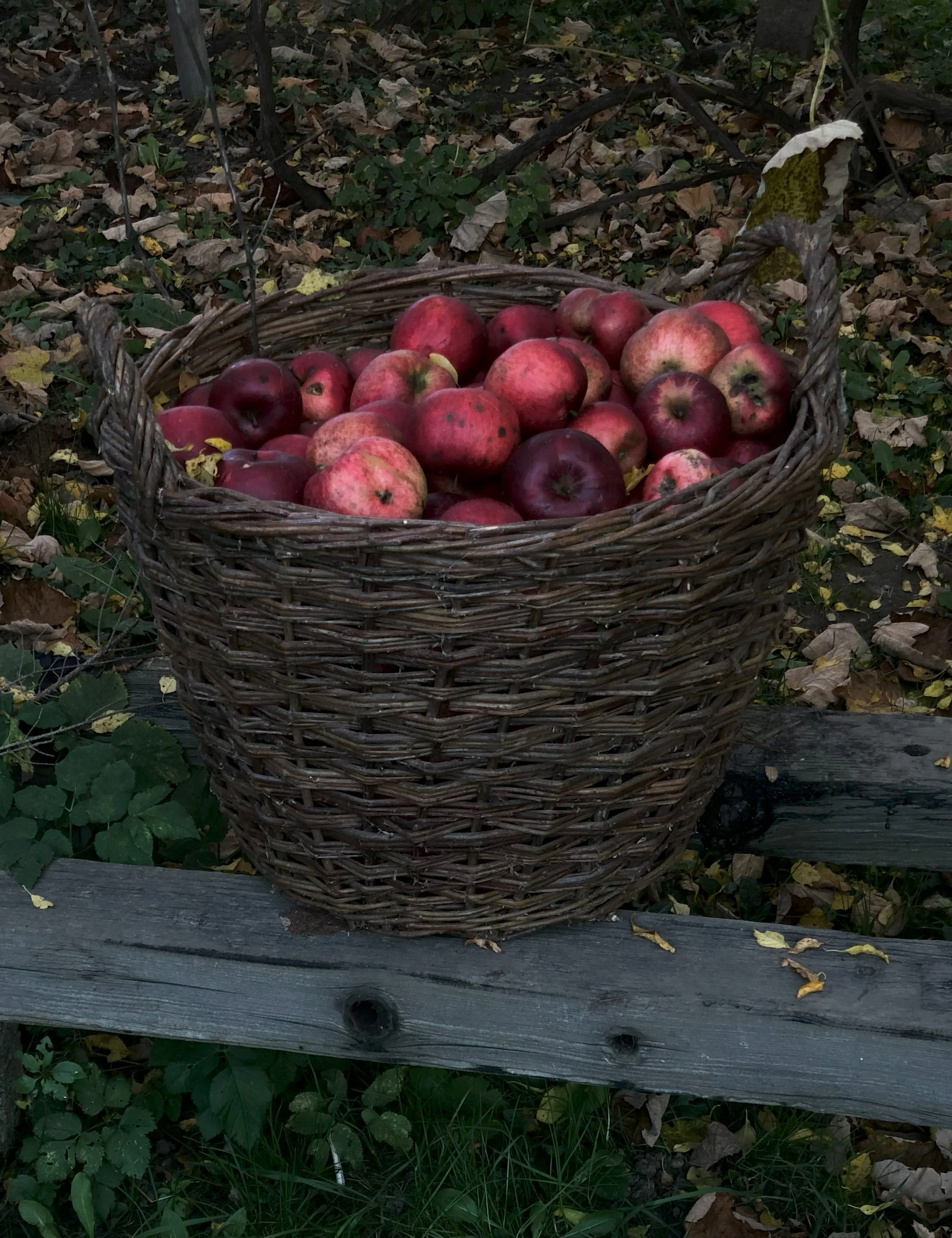 Gopher Glen: A San Luis obispo fall must do activity (That you probably don’t know about). 