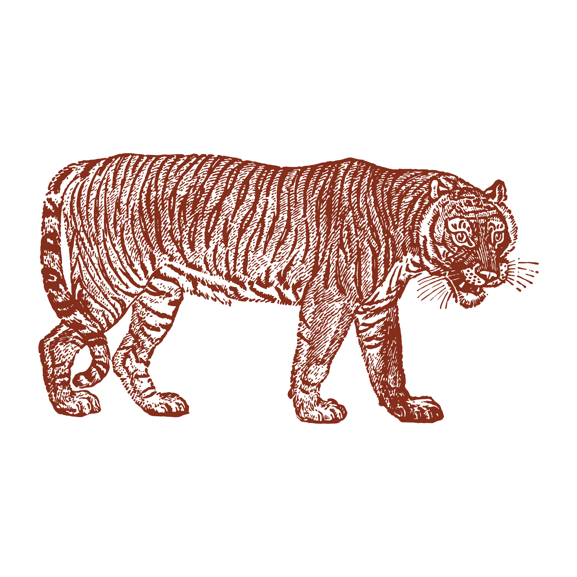 Illustration of a tiger walking.