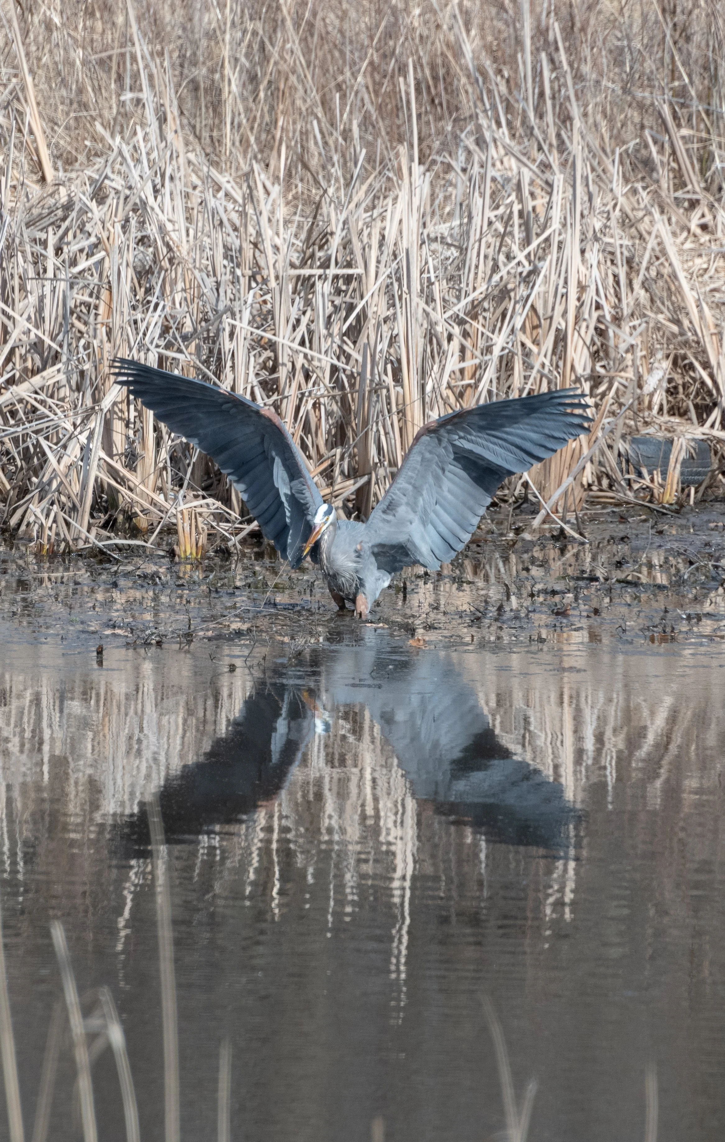 Great Blue Heron Spread Wing Reflection- OHIO