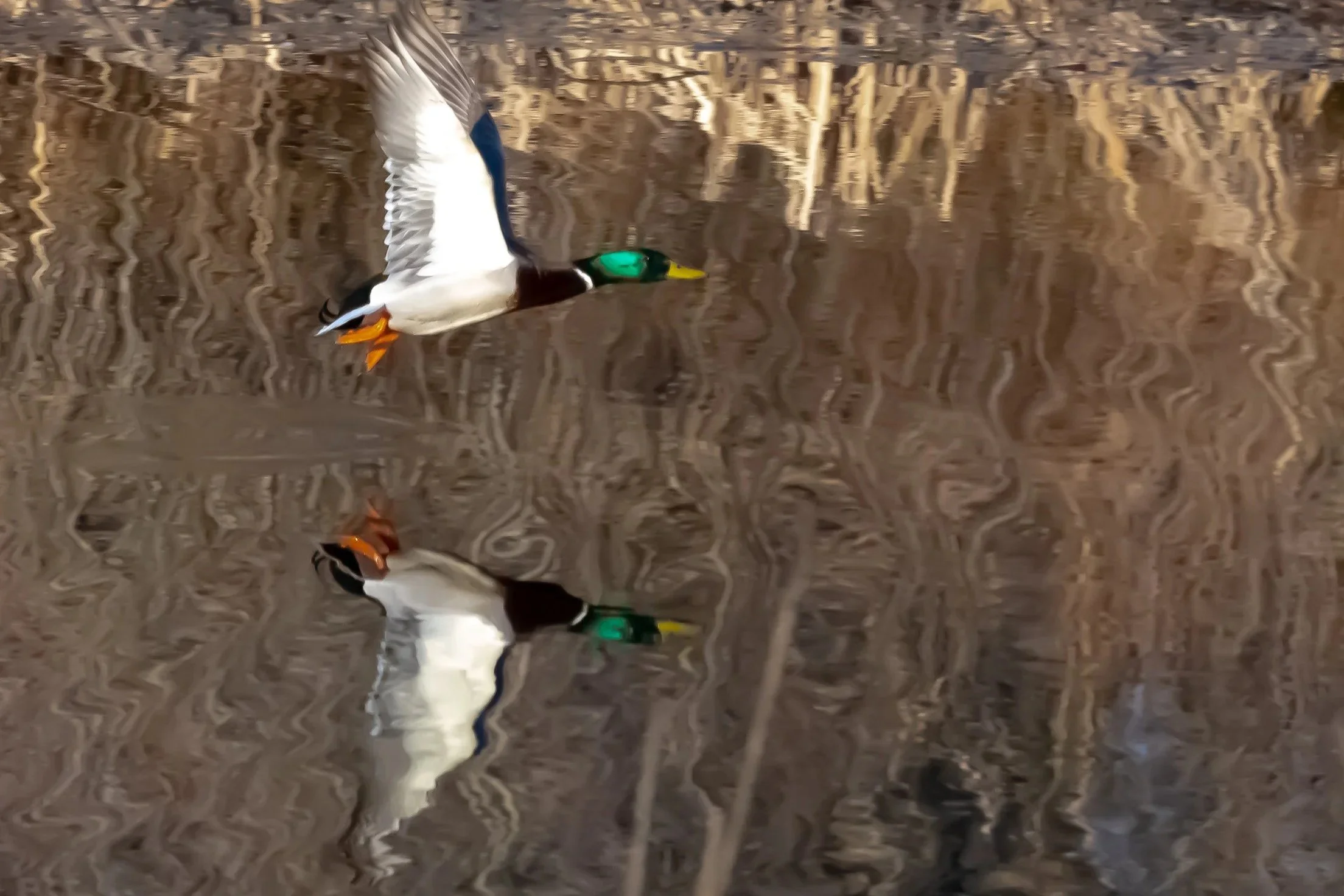 Mallard, Reflections Duck