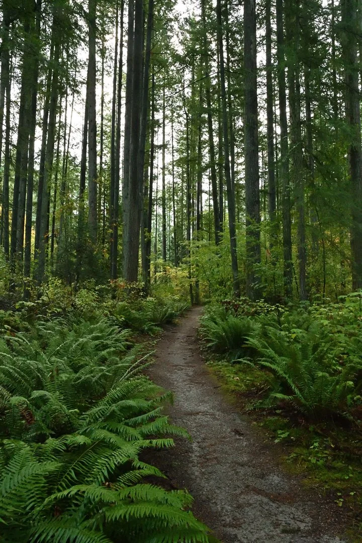 Tall Trees in Sunnyside Urban Forest
