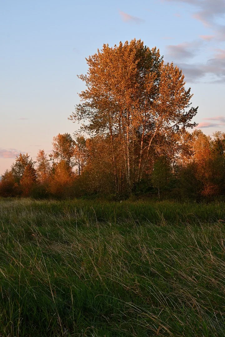 Sunset in Elgin Park