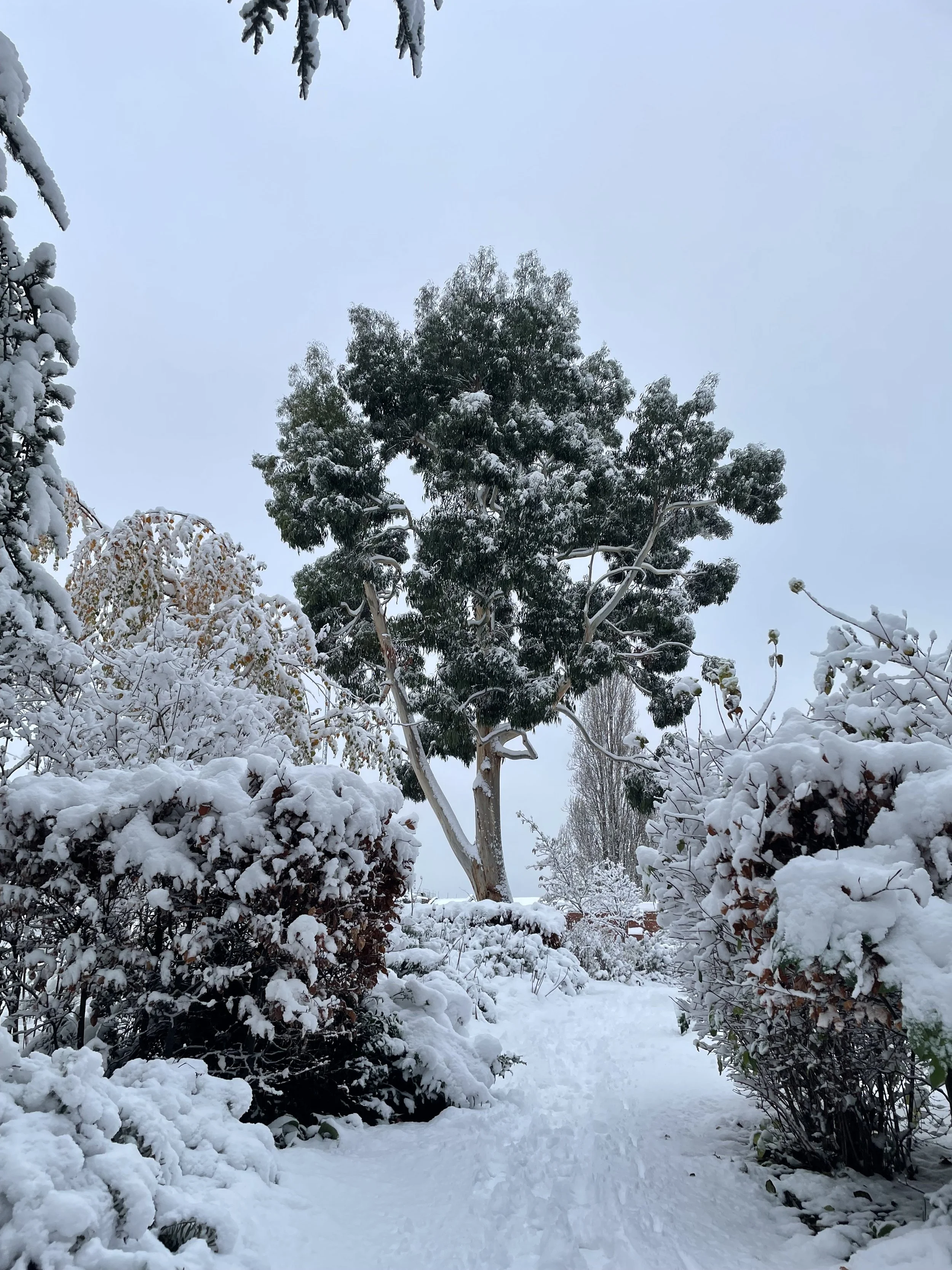 Snow-covered garden with a large tree in the background and bushes lined along a snowy path.