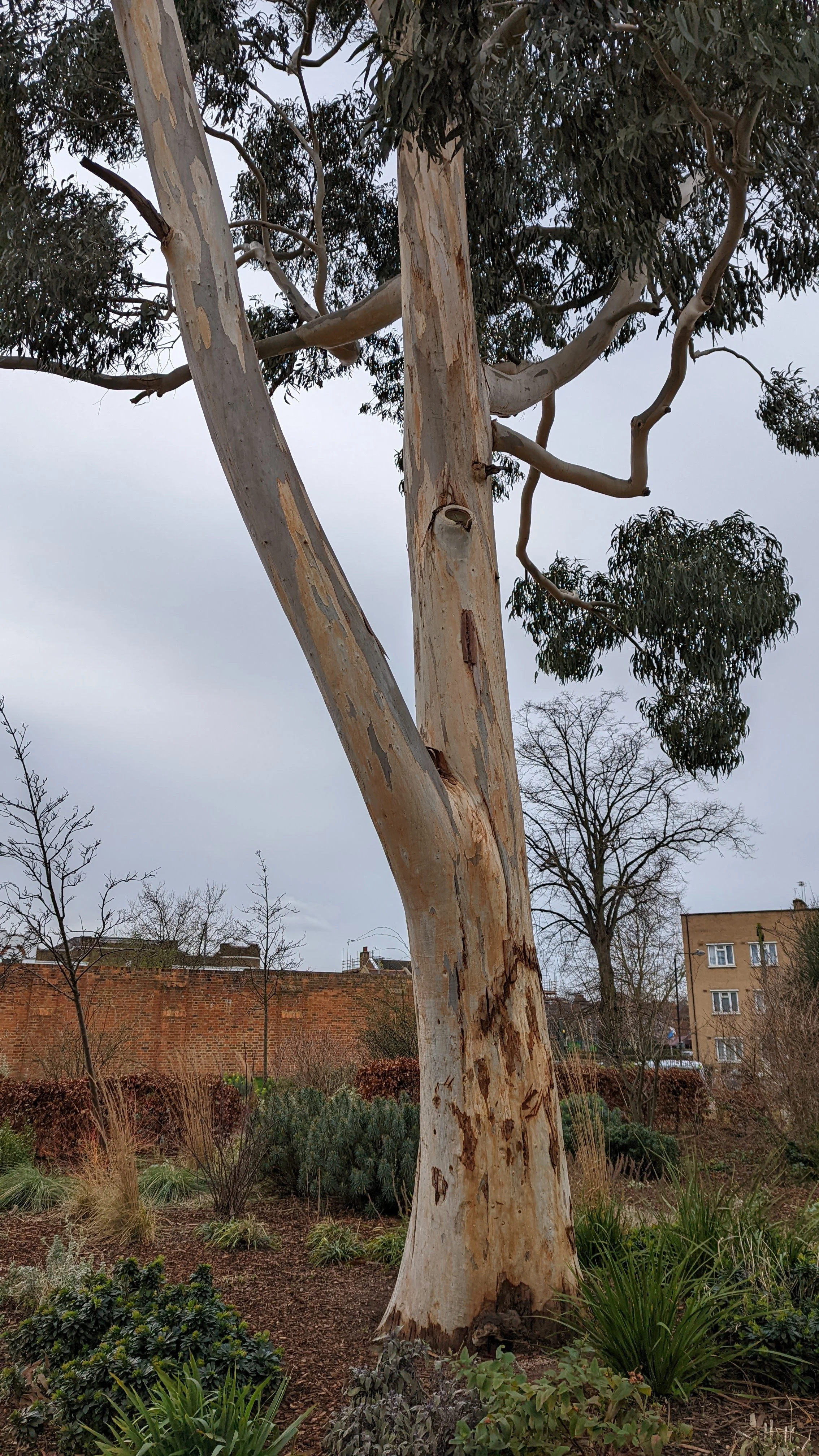 A tall eucalyptus tree with peeling bark in a garden, surrounded by bushes and other leafless trees, under a cloudy sky.