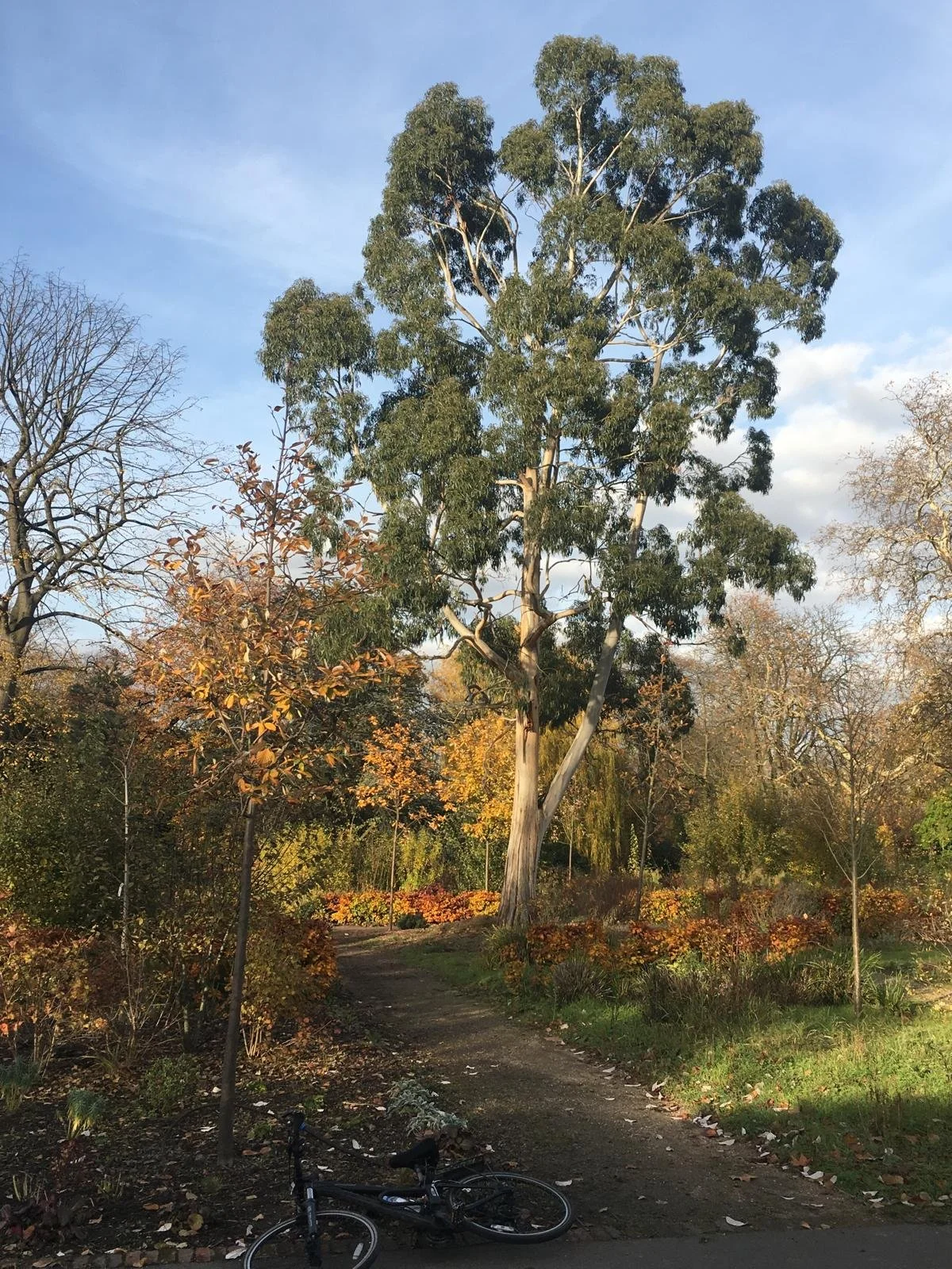 A tall tree with green leaves in a park during autumn, with fallen leaves on the ground and a fallen bicycle nearby on a dirt path.