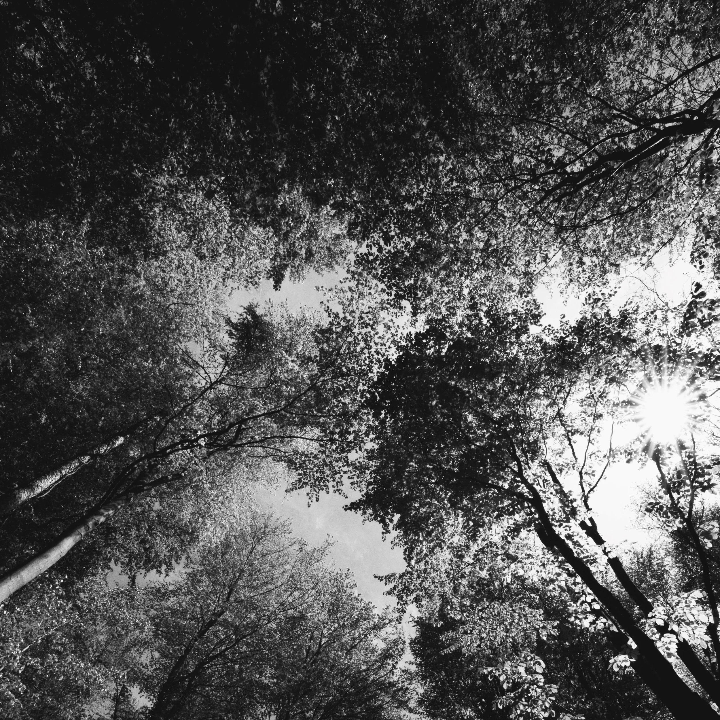 Forest Floor (EP digital)