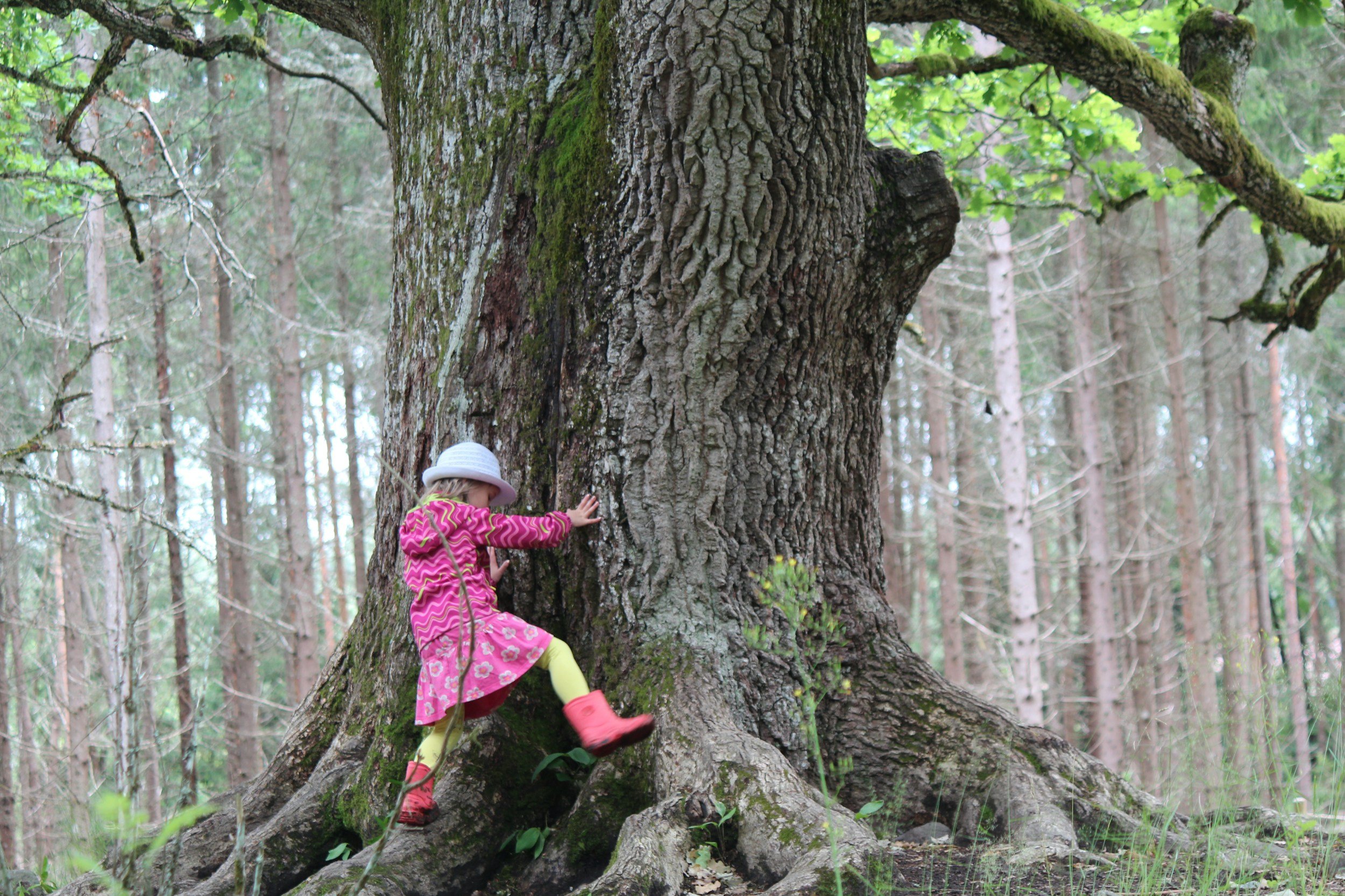A young girl in pink and yellow rain boots and a pink dress with a hood is climbing a large, old tree in a forest.