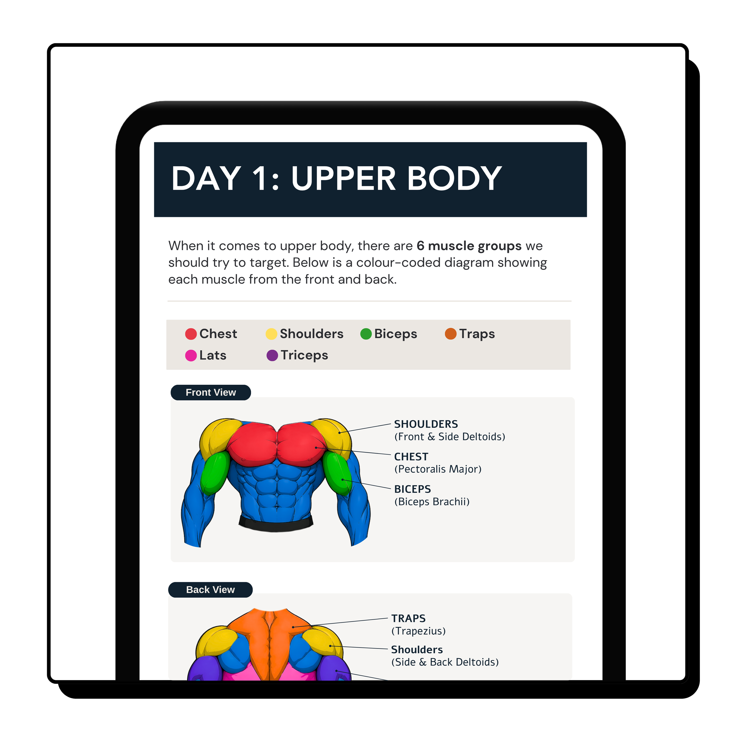 Color-coded diagram of human muscles labeled with names such as shoulders, chest, biceps, and traps, displayed on a human figure illustration with different muscle groups highlighted in various colors.