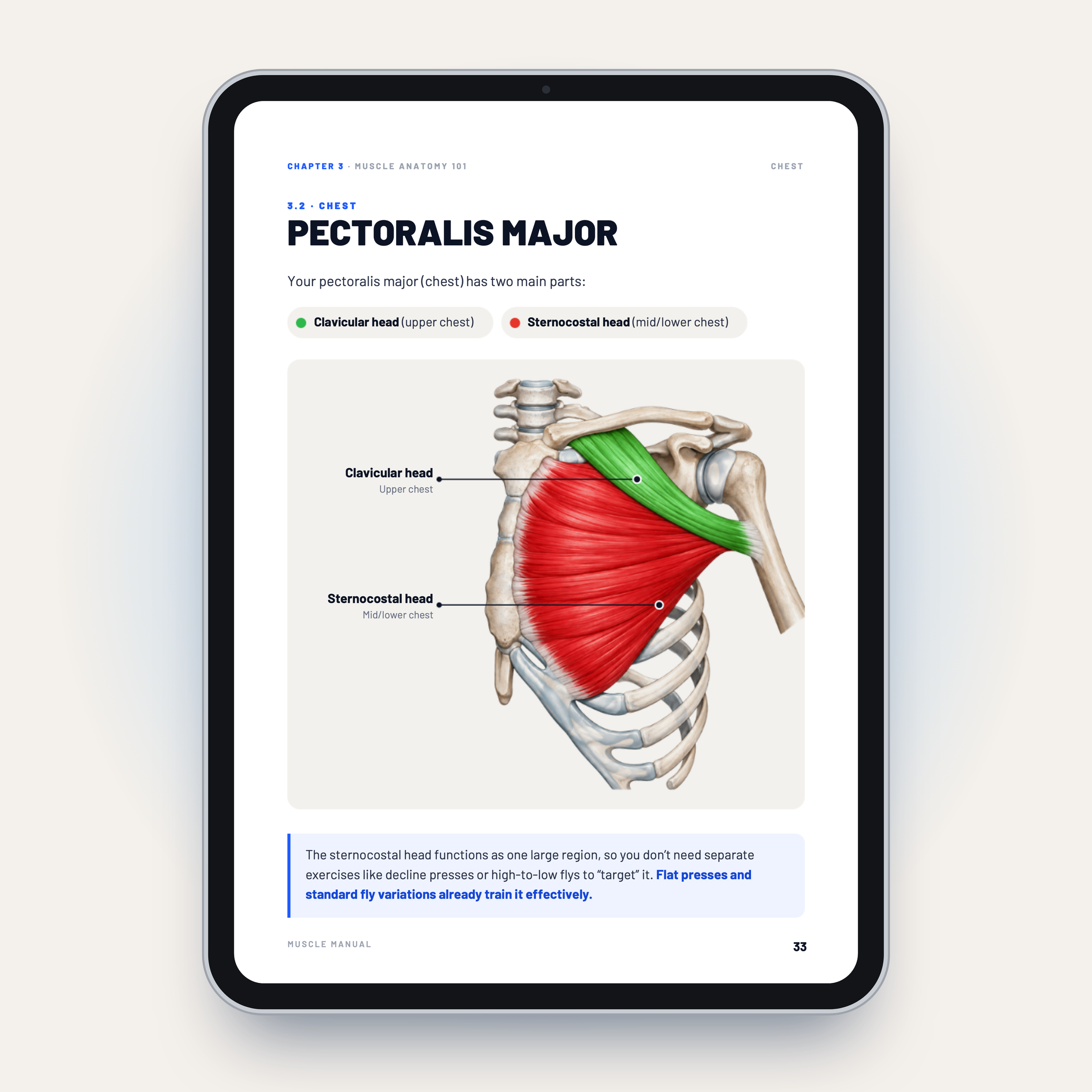 05 - Pectoralis major (p33).png