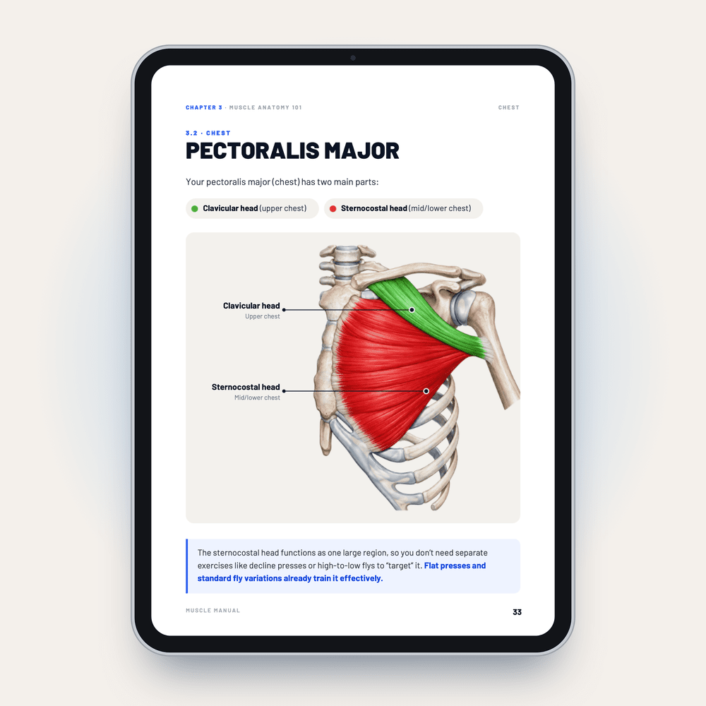 Pectoralis major anatomy page