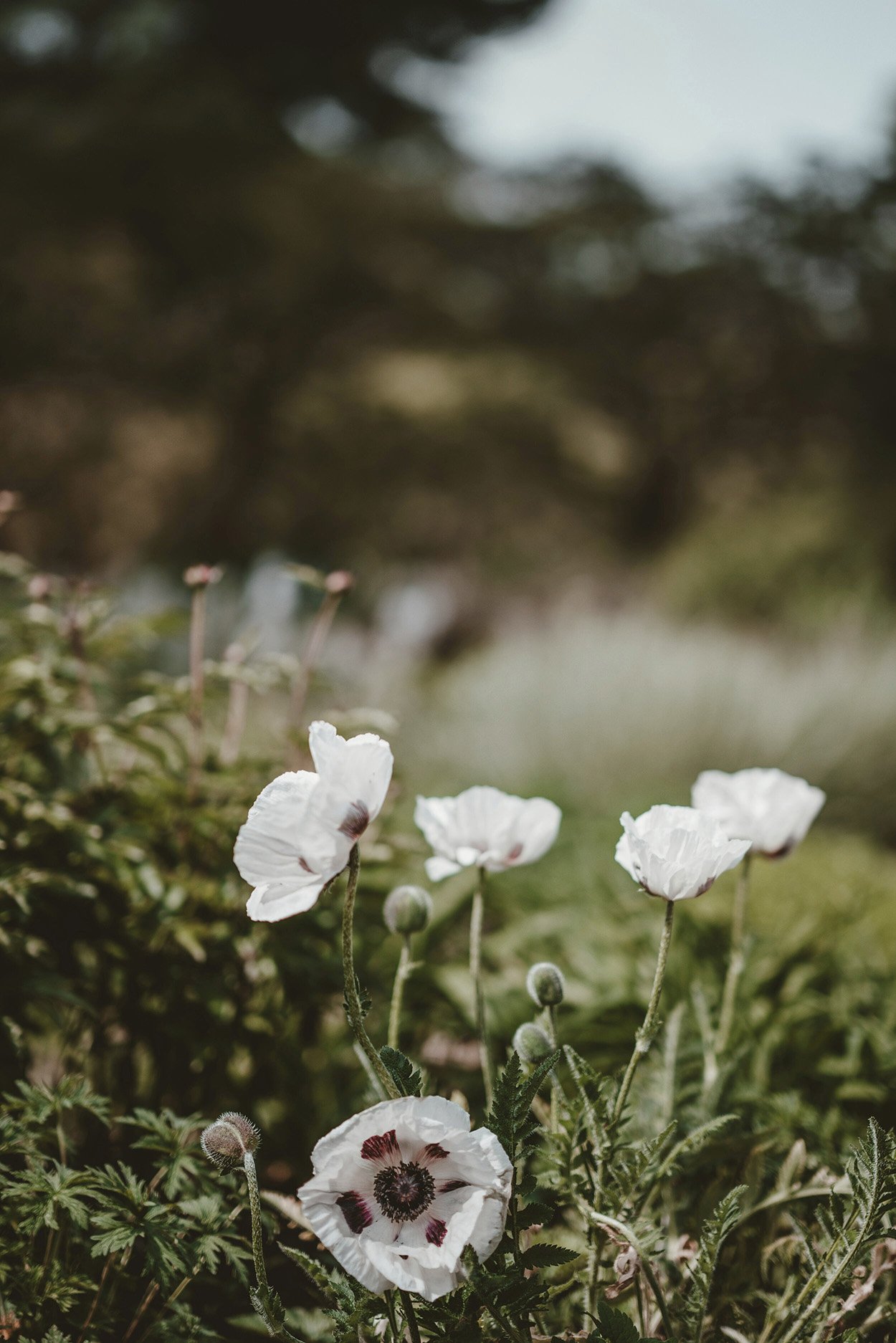 Close-up of white poppies with dark centers growing among green foliage, with a blurred background of trees and sky.