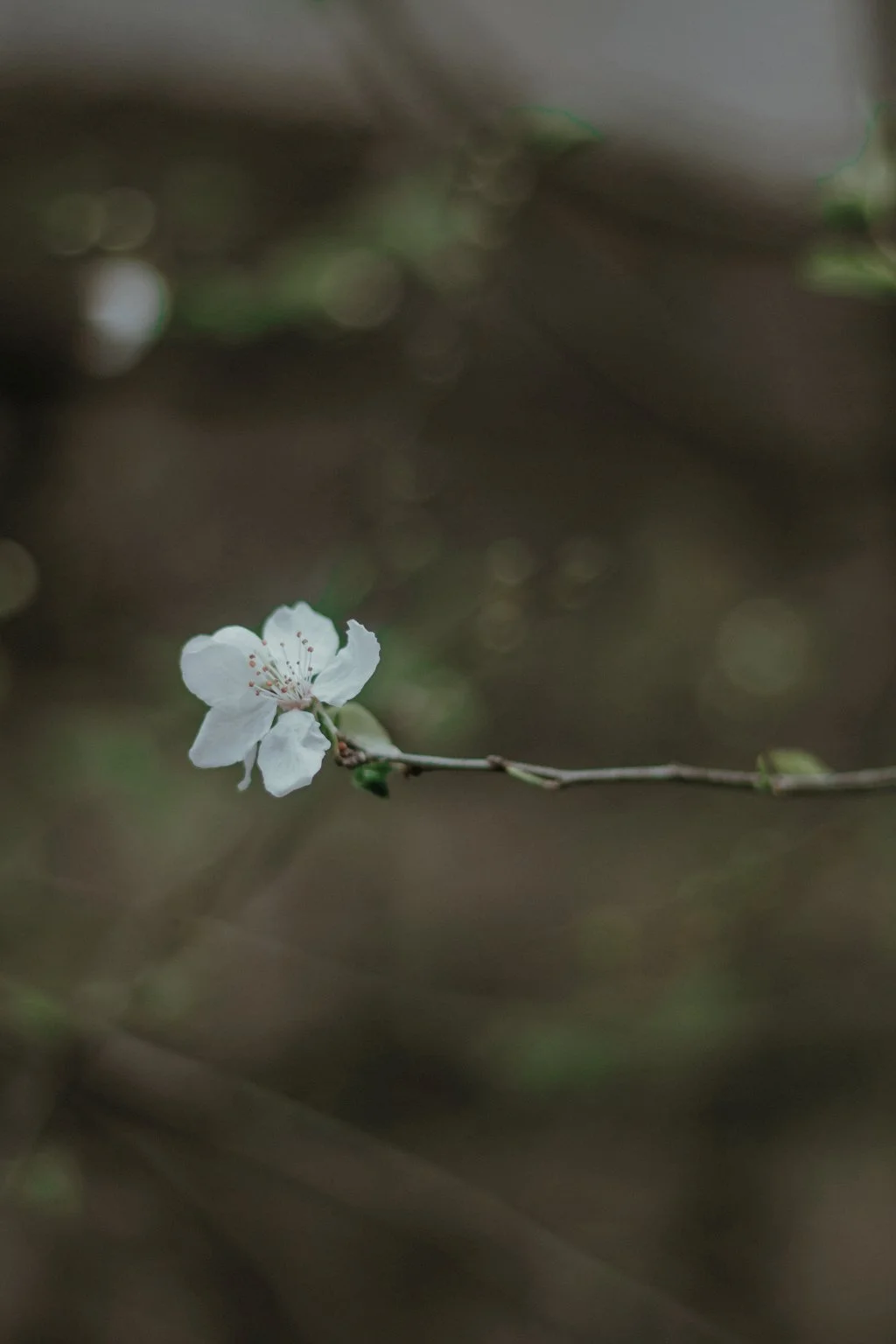 Cognitive Behavioural Therapy (CBT): Understanding Patterns That Keep You Stuck