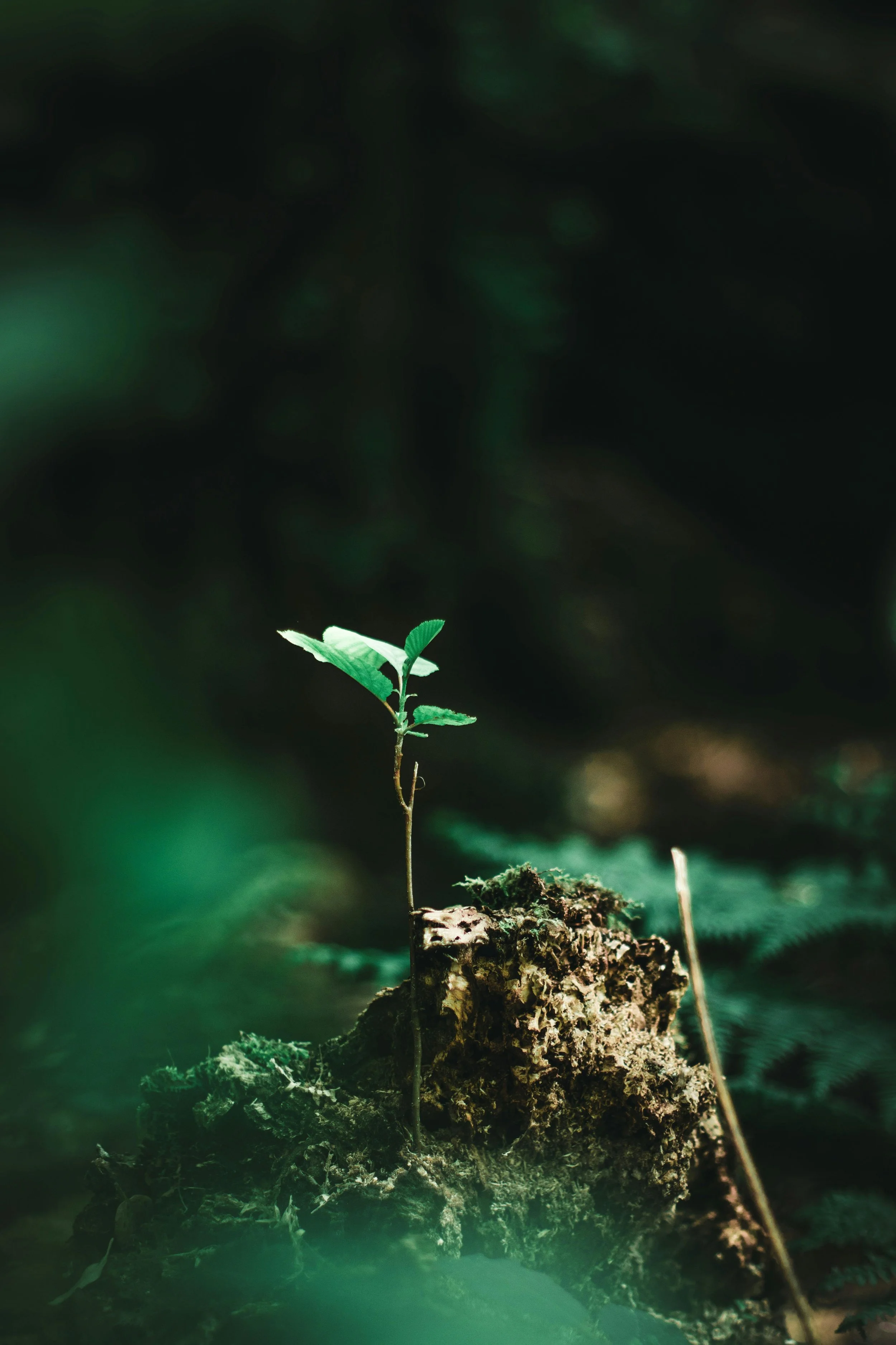 A young plant with green leaves sprouting from a piece of soil or wood on a dark, blurred background of foliage.