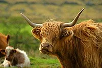 A Highland cow with long horns and a shaggy brown coat grazing outdoors, with smaller calves in the background.