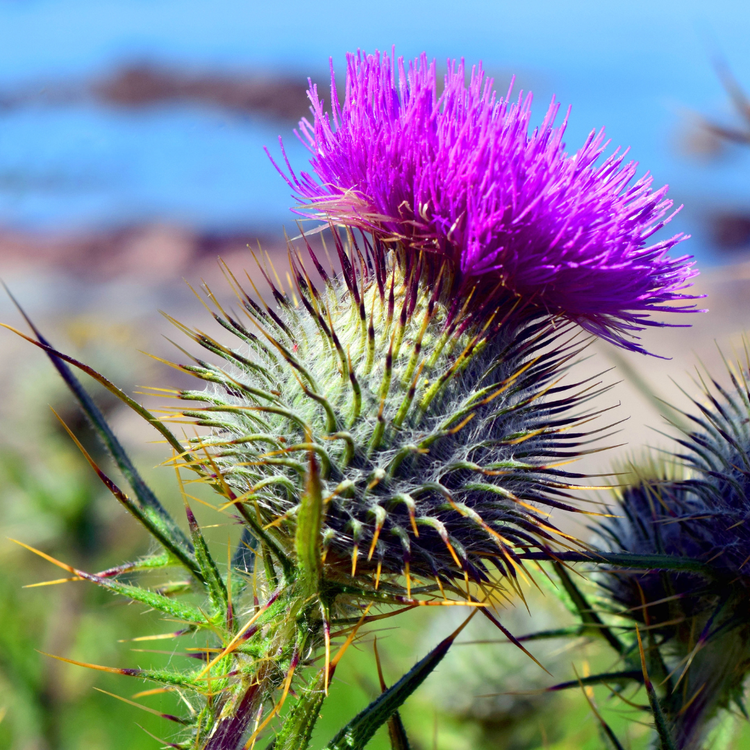 Close-up of a purple thistle flower with spiky green and purple stems and leaves, set against a blurred background.
