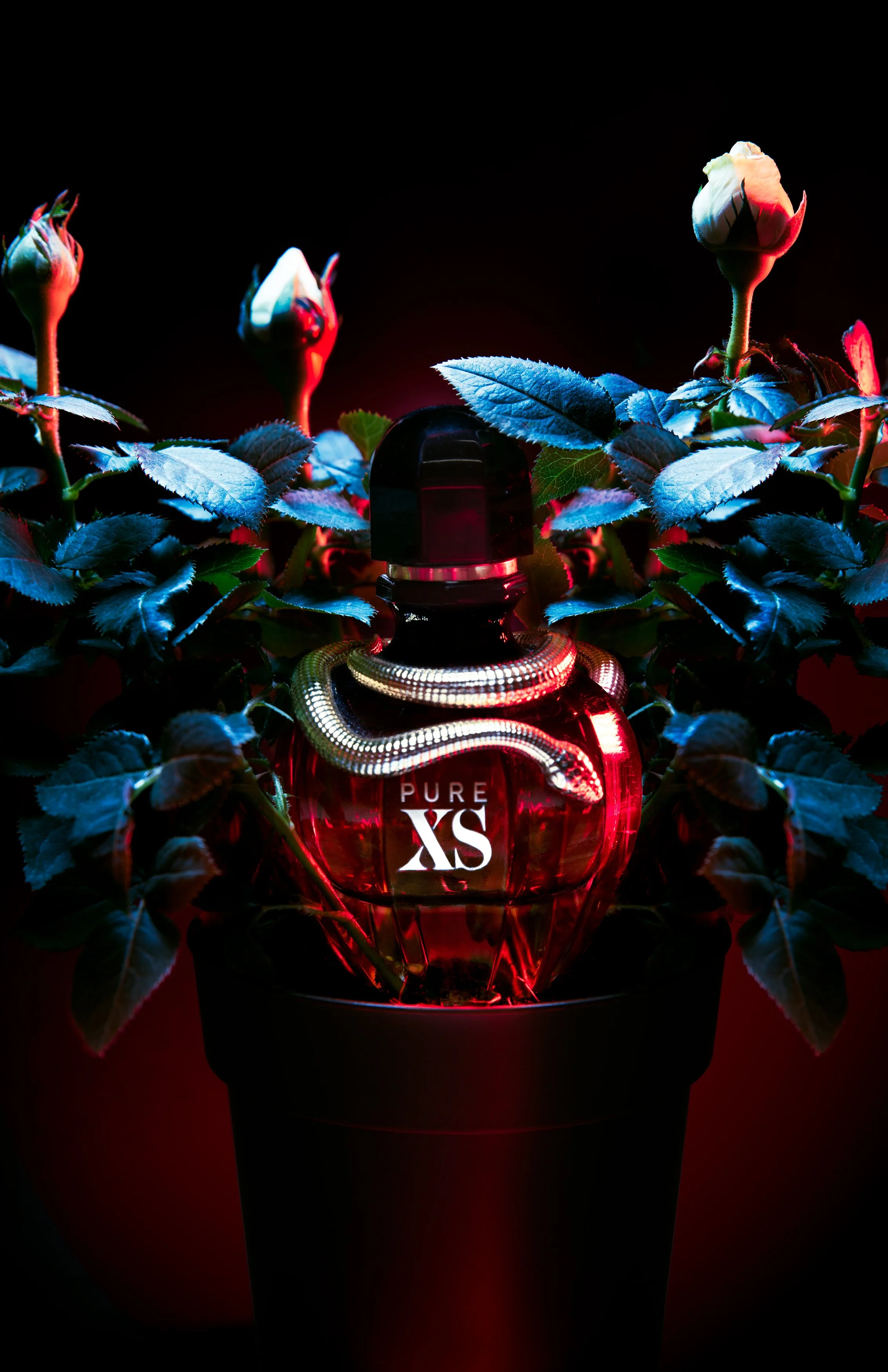 A perfume bottle labeled 'PURE XS' is surrounded by white roses with green leaves under vibrant red and blue lighting.