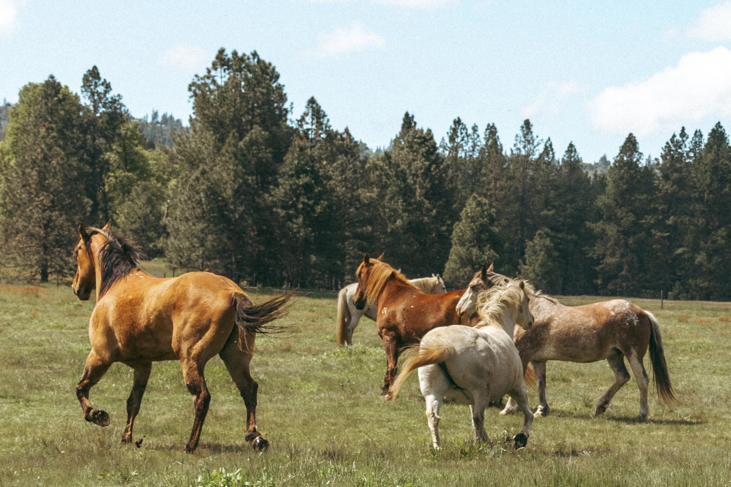 Firefall Ranch Styled Shoot 2. Jackie Cobar Photography. April 2026-130.jpg